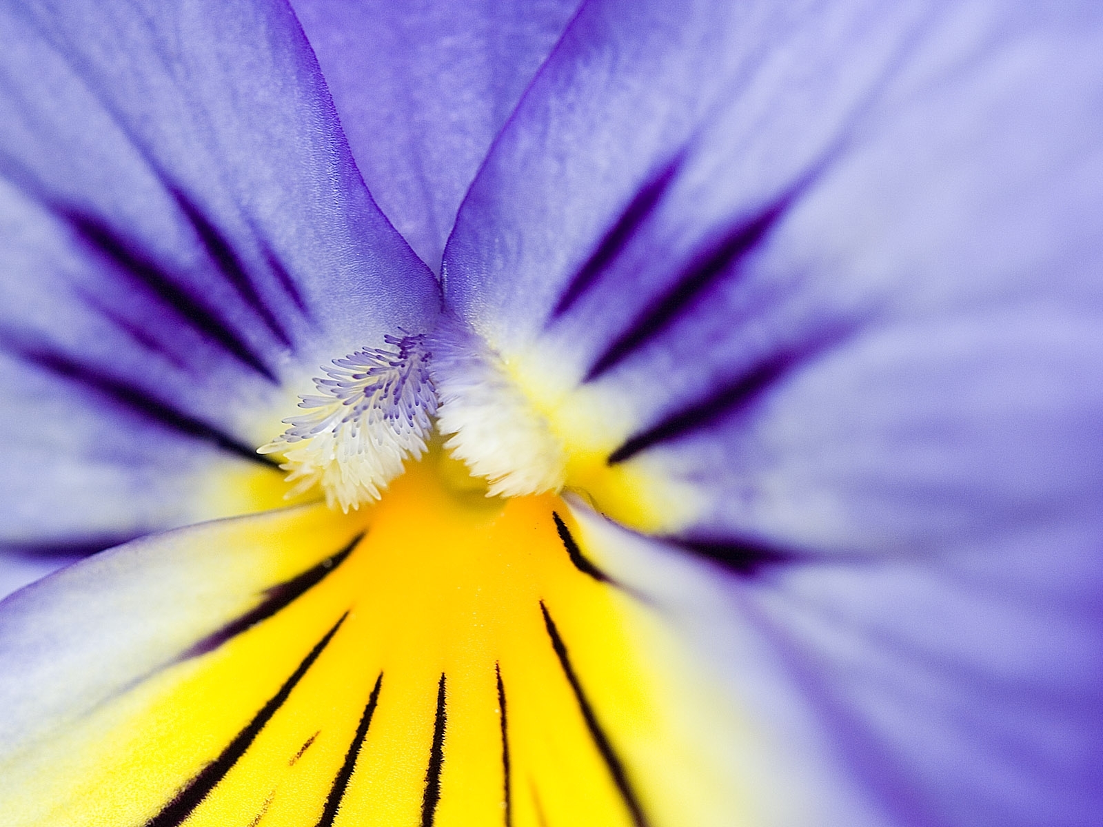 Анютины глазки цветы фиолетовые