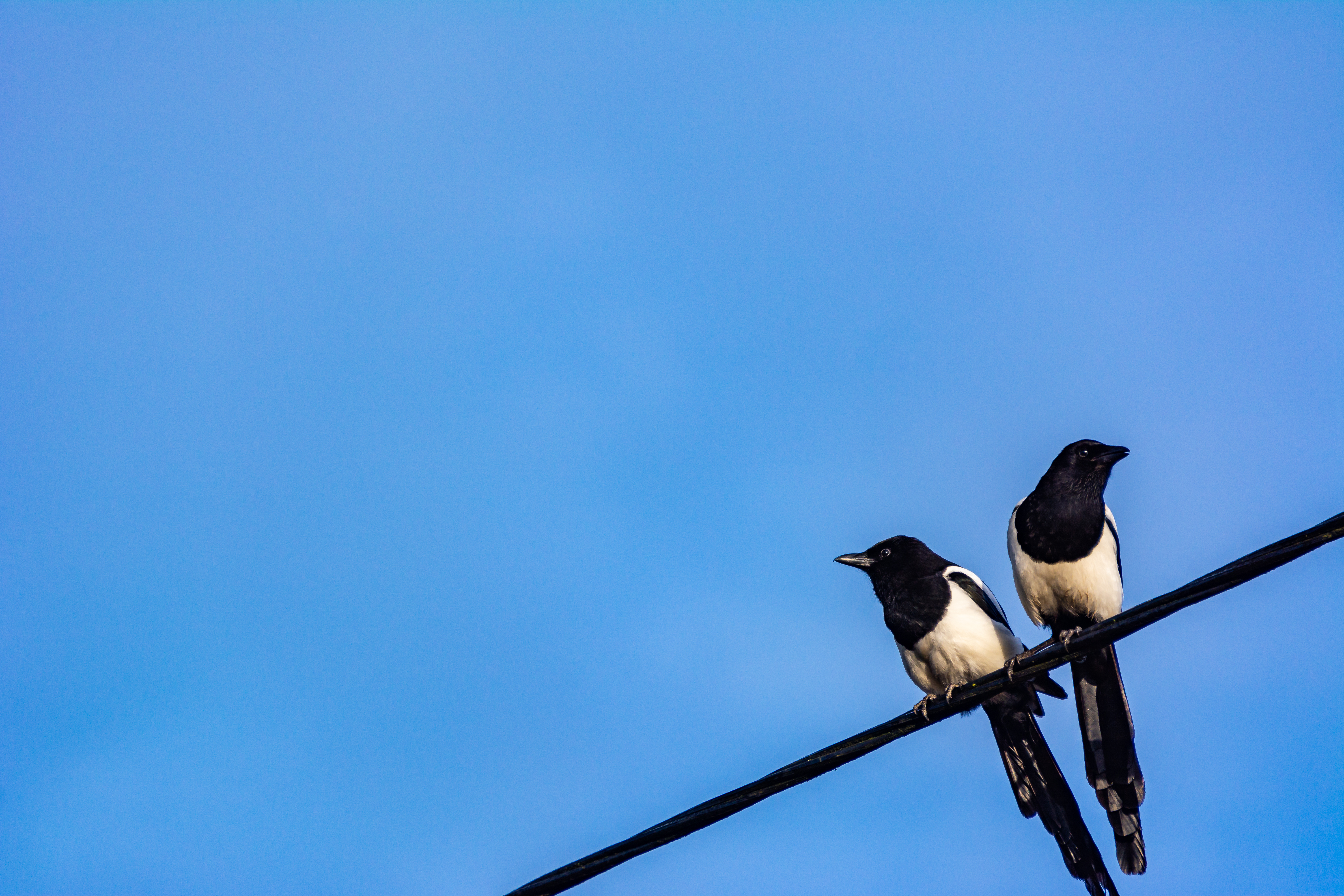 Download mobile wallpaper Magpies, Animals, Wire, Sky, Birds for free.