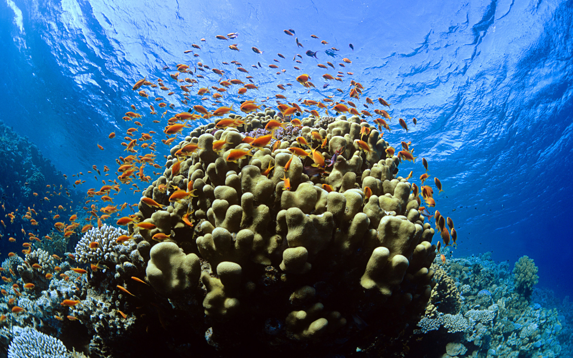 Underwater coral. Рас Мохаммед риф. Коралловый риф рас Мухаммед. Морской парк на рифах Туббатаха. Национальный парк рас-Мохаммед Египет.