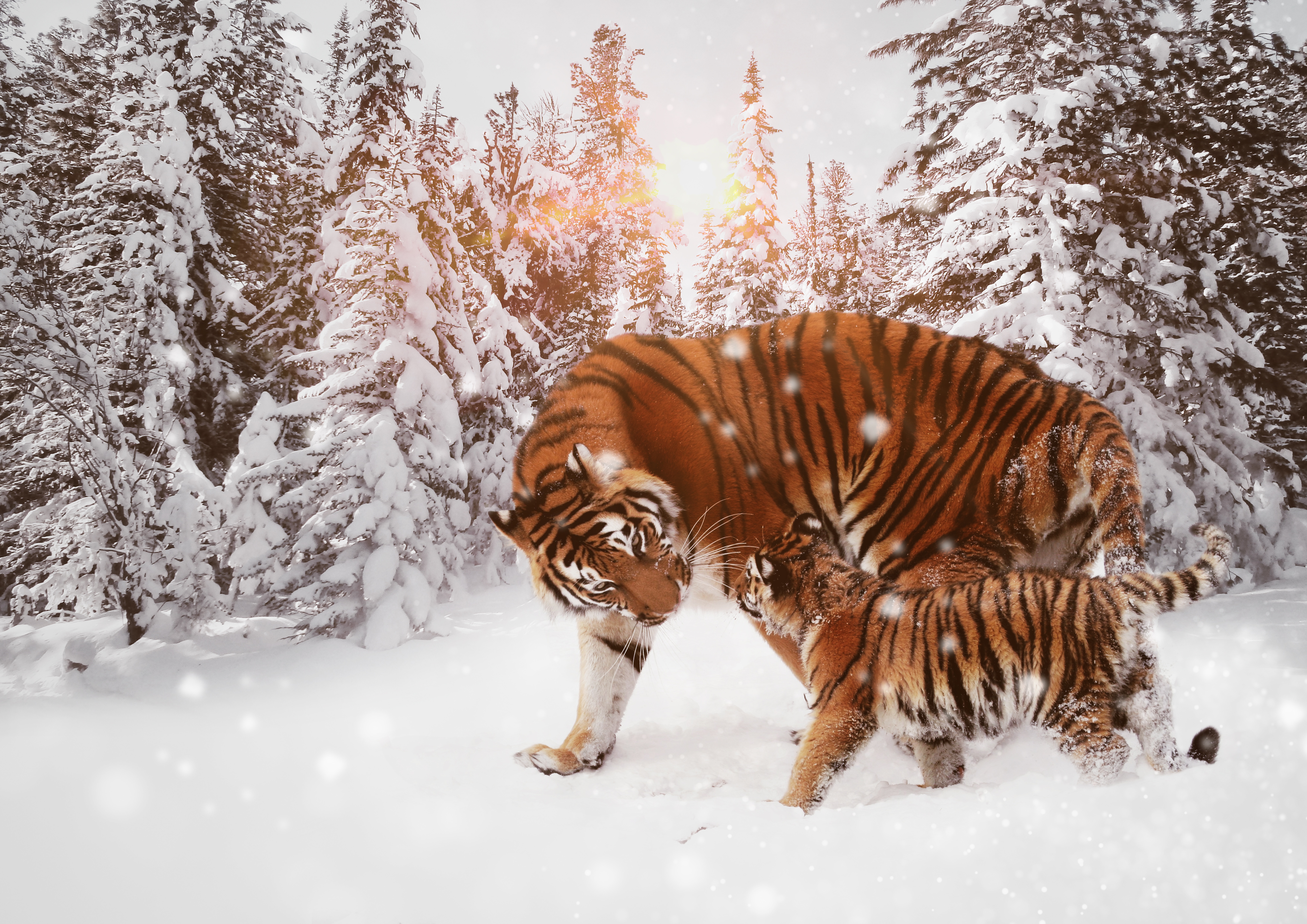 Амурский тигр с тигрятами зимой