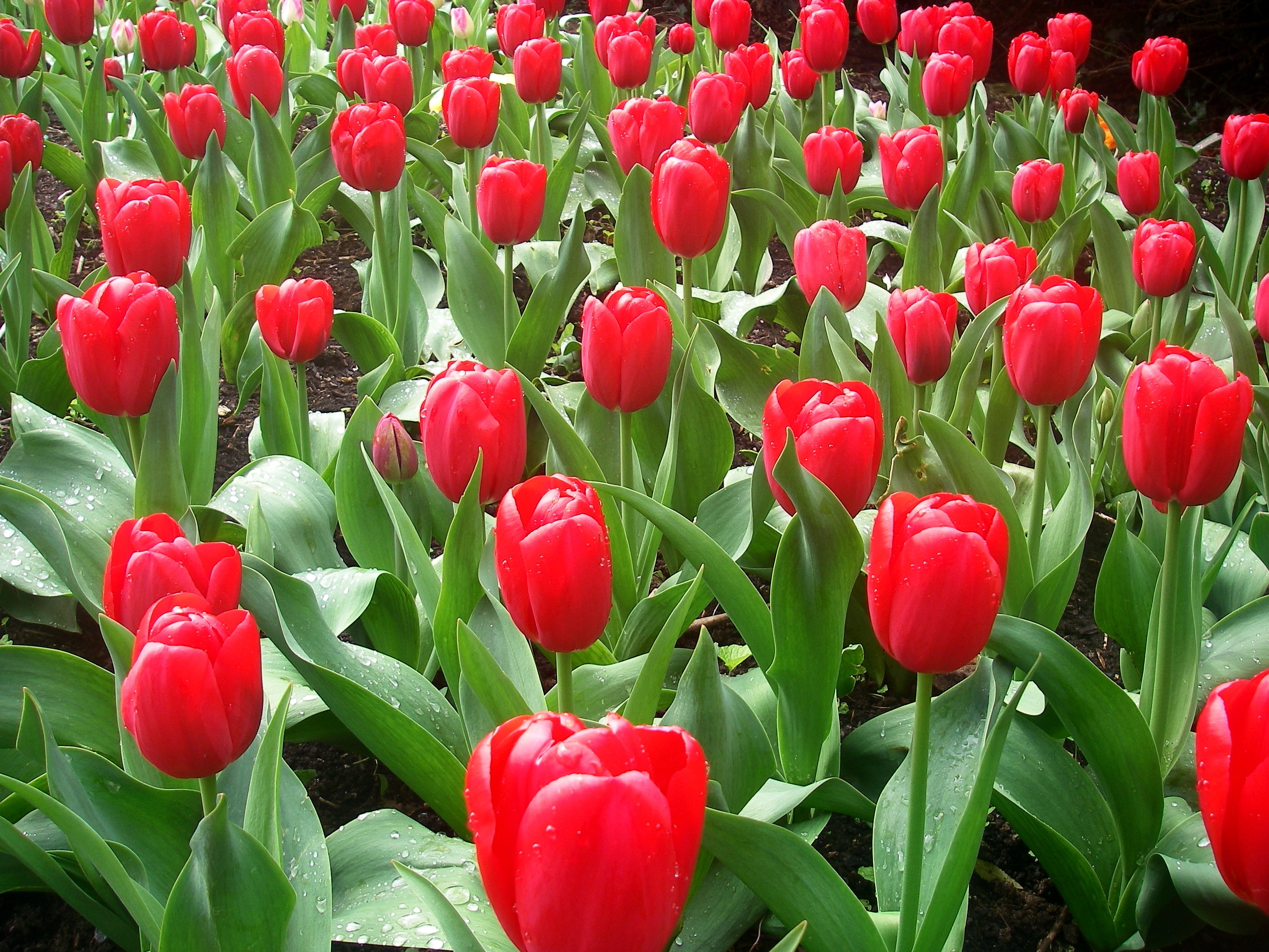 79837 télécharger le fond d'écran tulipes, fleurs, drops, parterre de fleurs, parterre, fraîcheur, printemps, source - économiseurs d'écran et images gratuitement