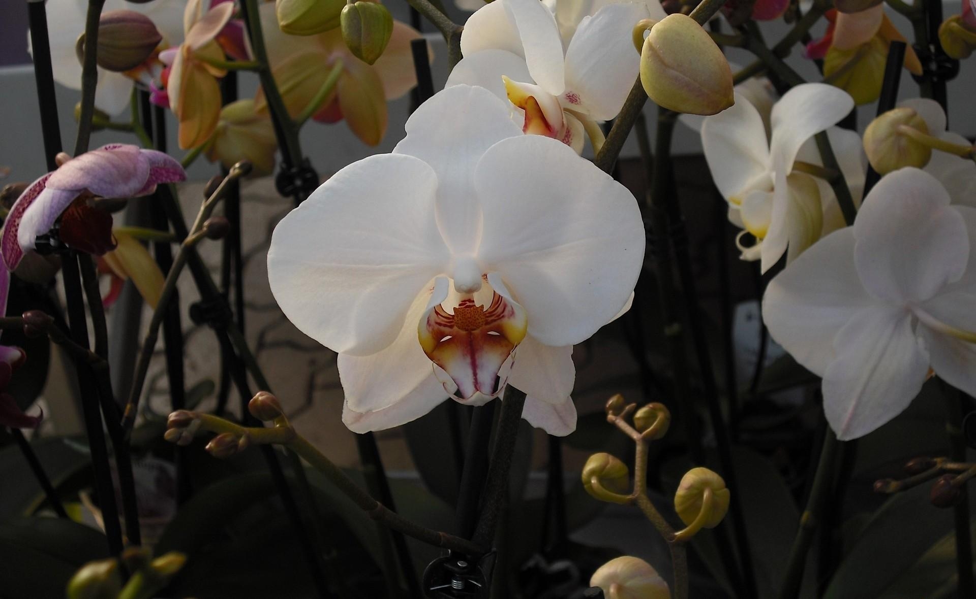 131456 Bild herunterladen blumen, geäst, zweige, orchideen, exotisch, exoten - Hintergrundbilder und Bildschirmschoner kostenlos