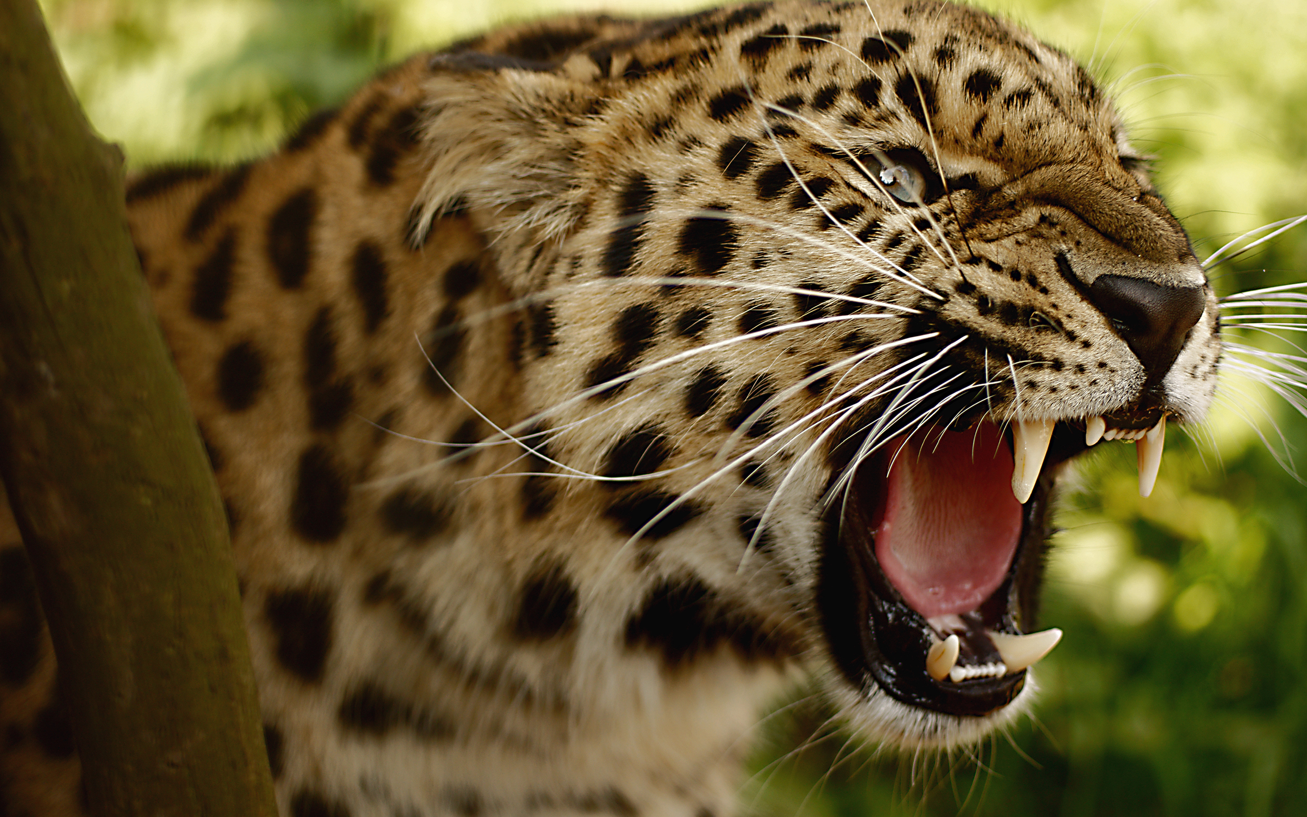 animal, jaguar 4K Ultra