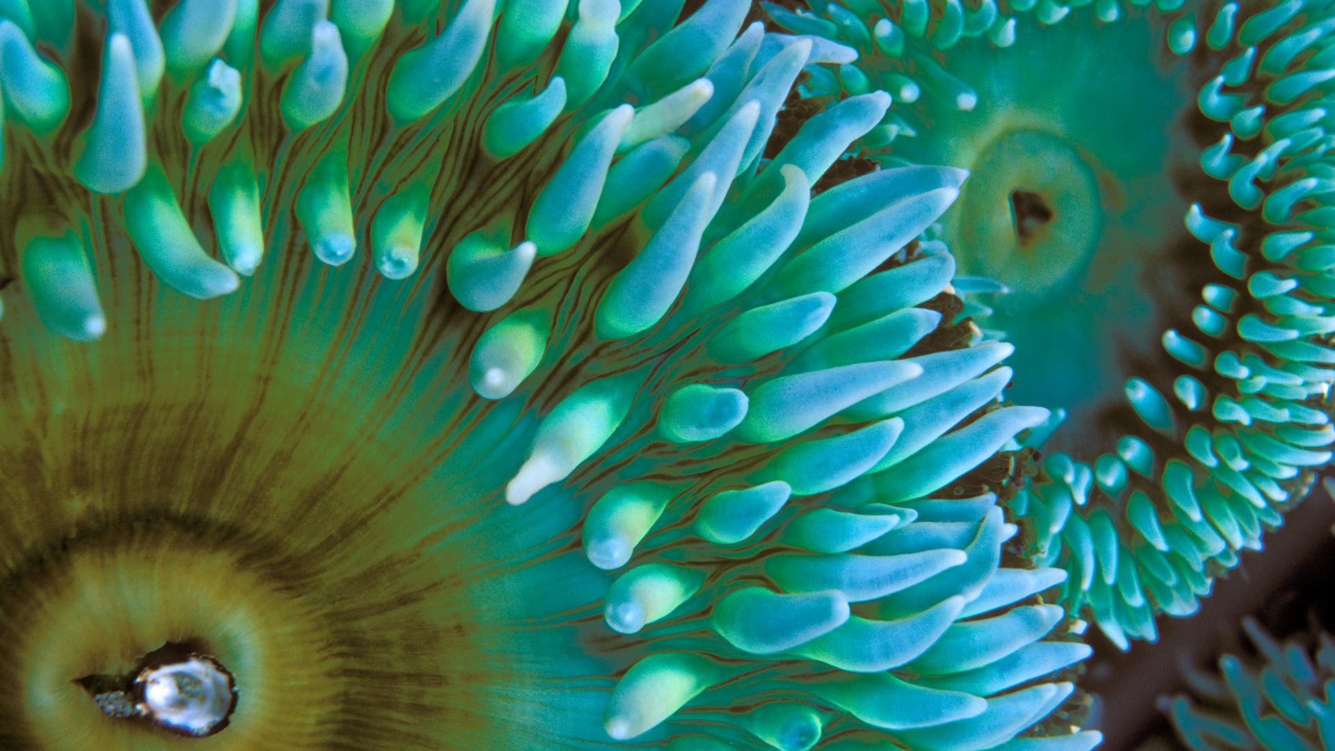 animal, sea anemone, fish, nature, ocean, sea Full HD