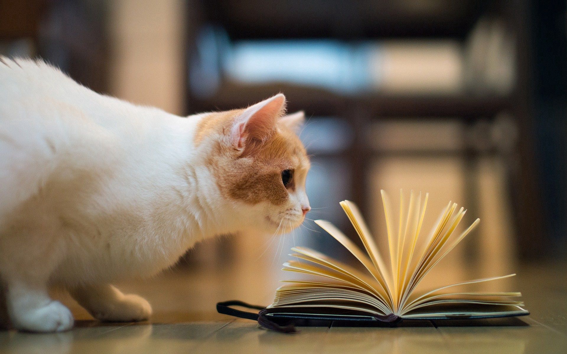 animals, cat, book, curiosity, floors