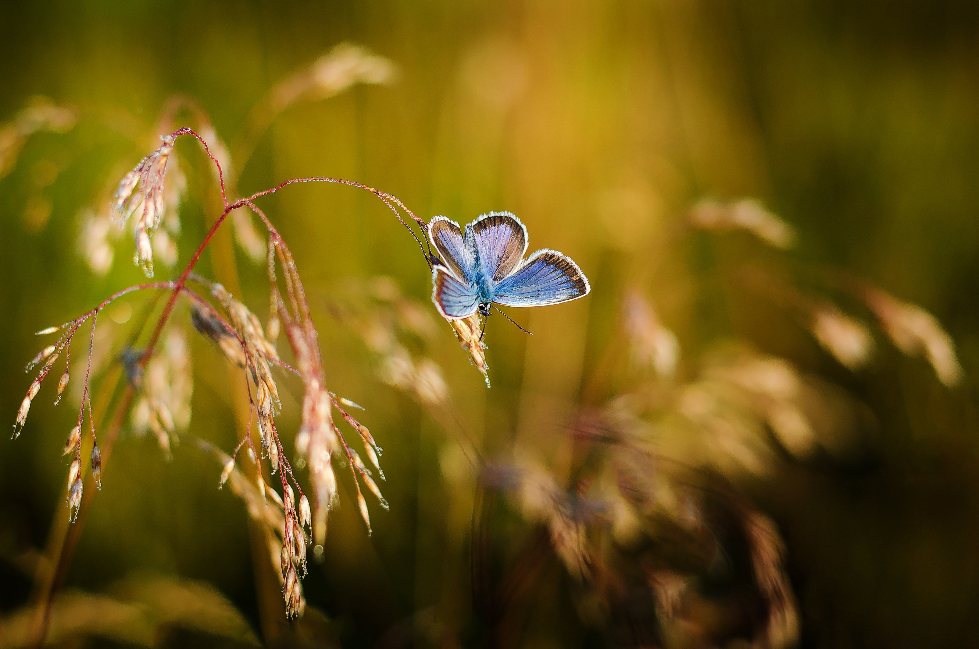butterfly, smooth, close up, macro, blur UHD