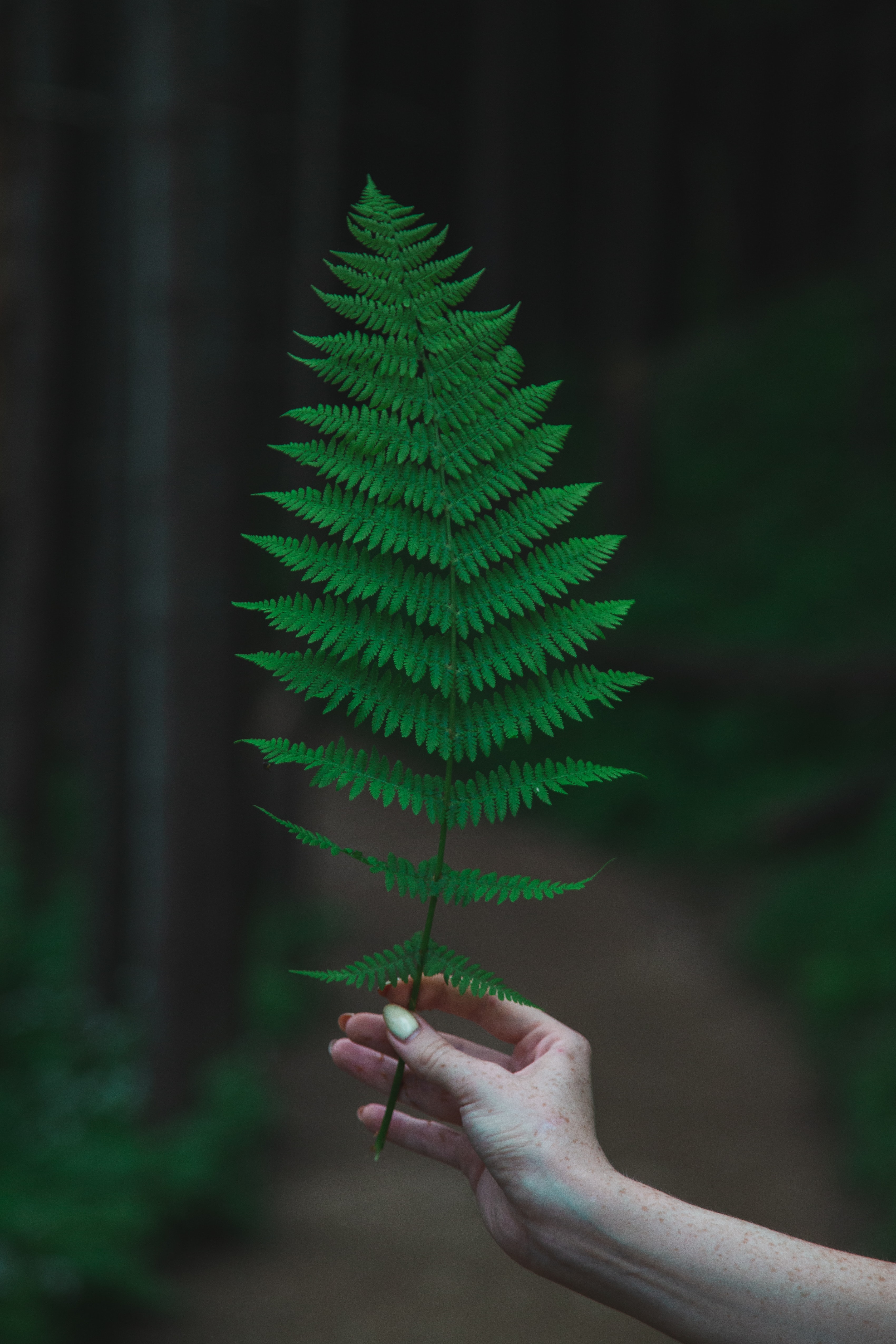 Download mobile wallpaper Fern, Miscellaneous, Hand, Leaflet, Miscellanea for free.