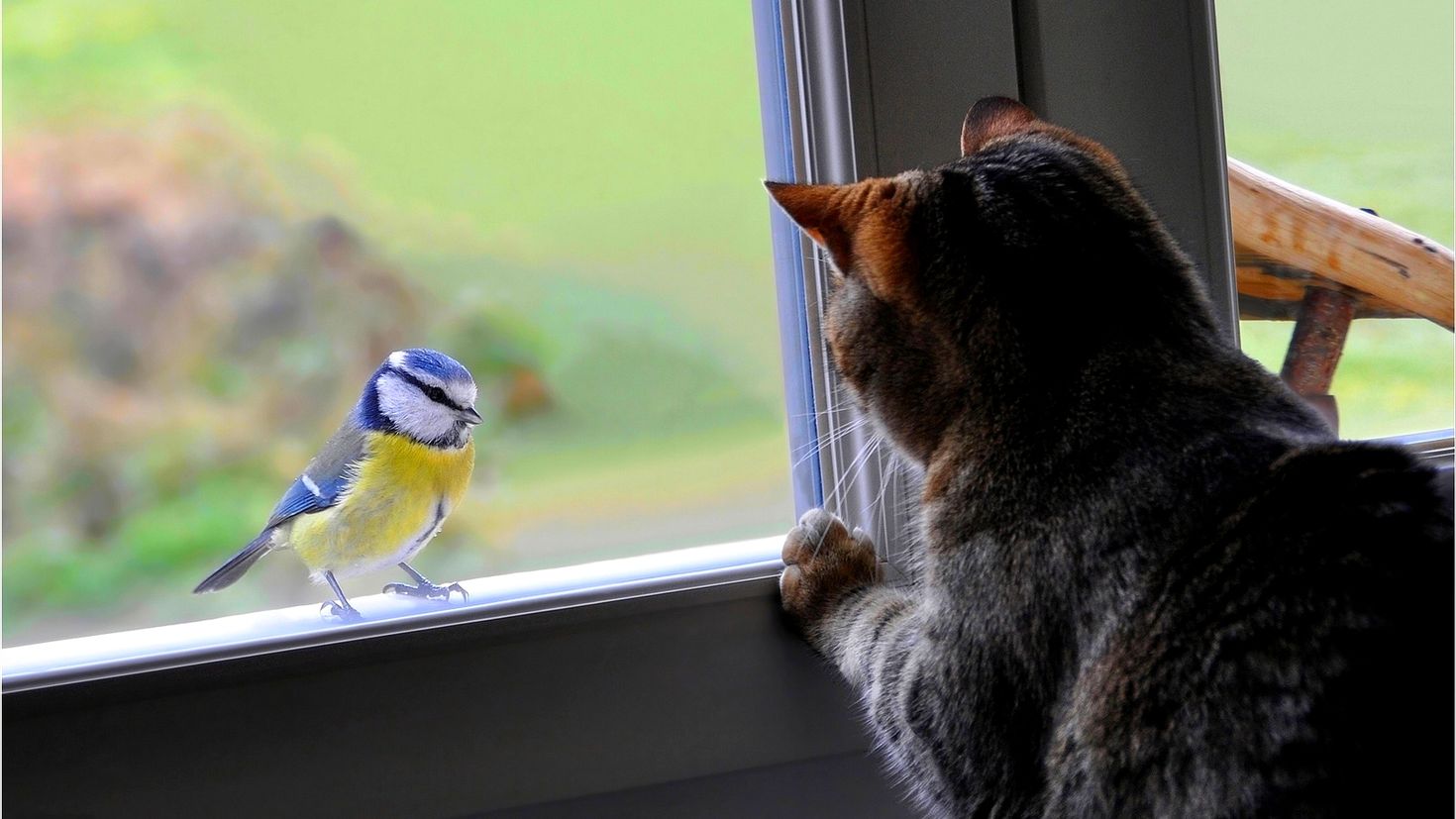 Синица на балкон. Птички на окна. Птица на подоконнике. Синица на балконе примета. Синица птица прилетела на балкон примета.