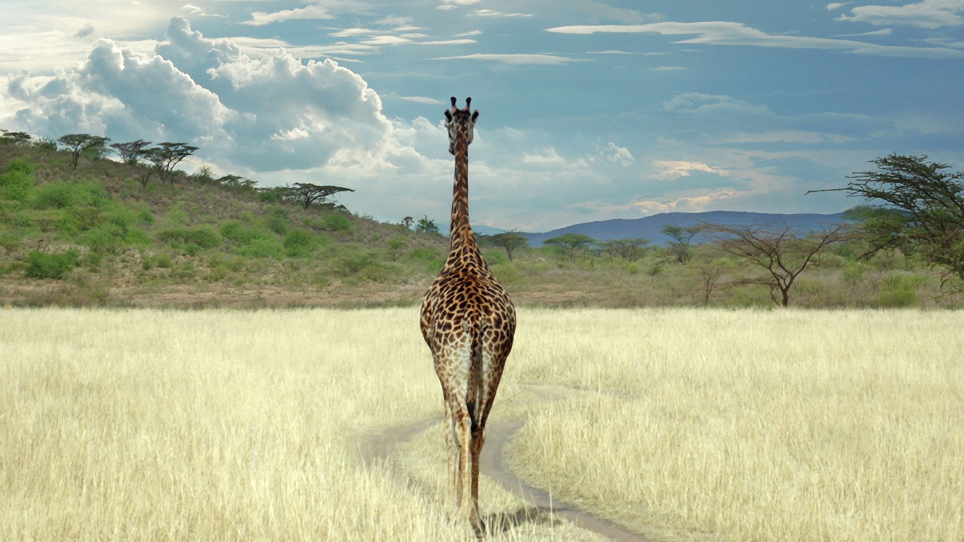 155848 скачать картинку жираф, саванна, животные, трава, прогулка - обои и заставки бесплатно