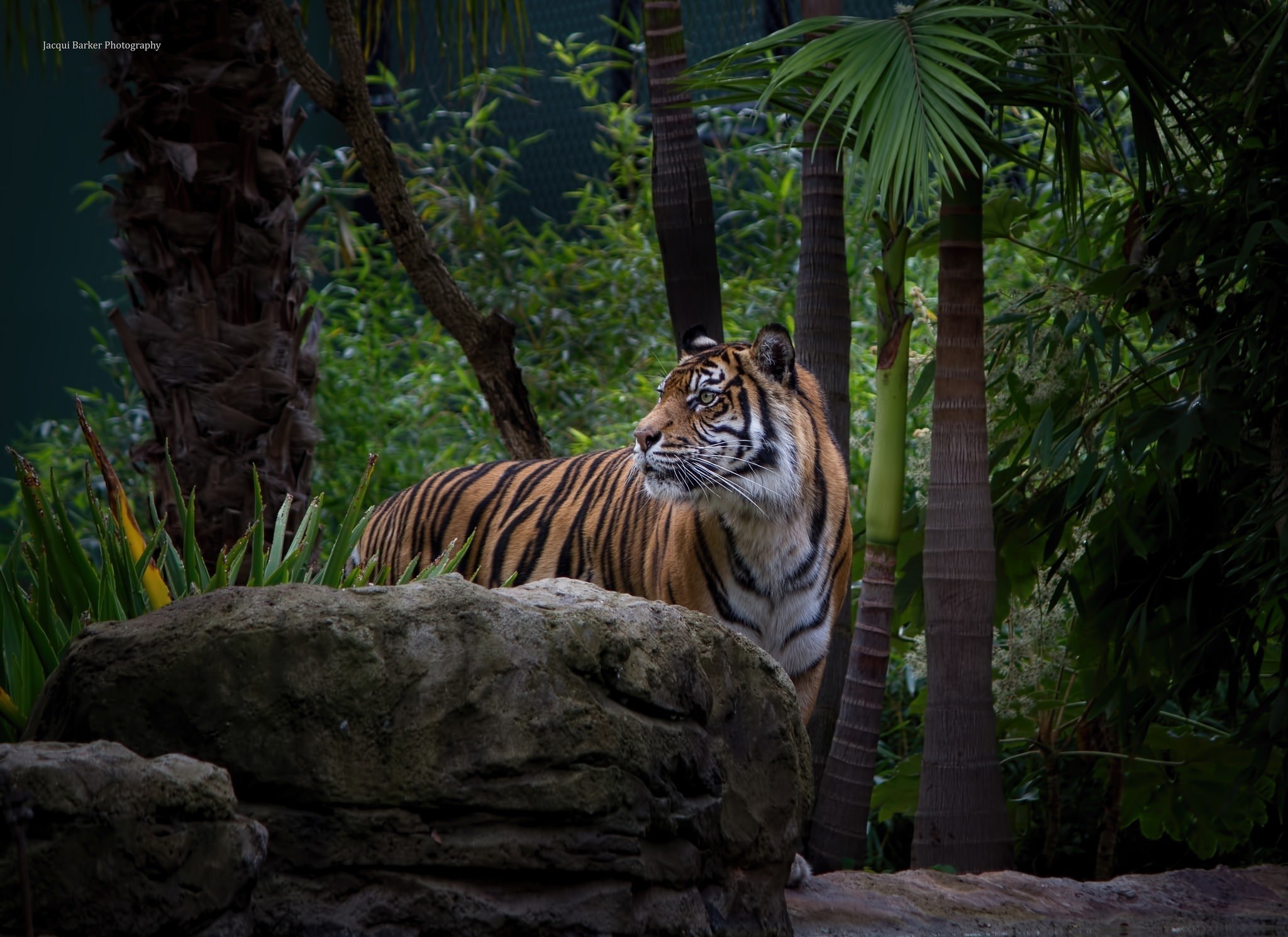 343122 скачать обои тигр, джунгли, животные, кошки - заставки и картинки бесплатно