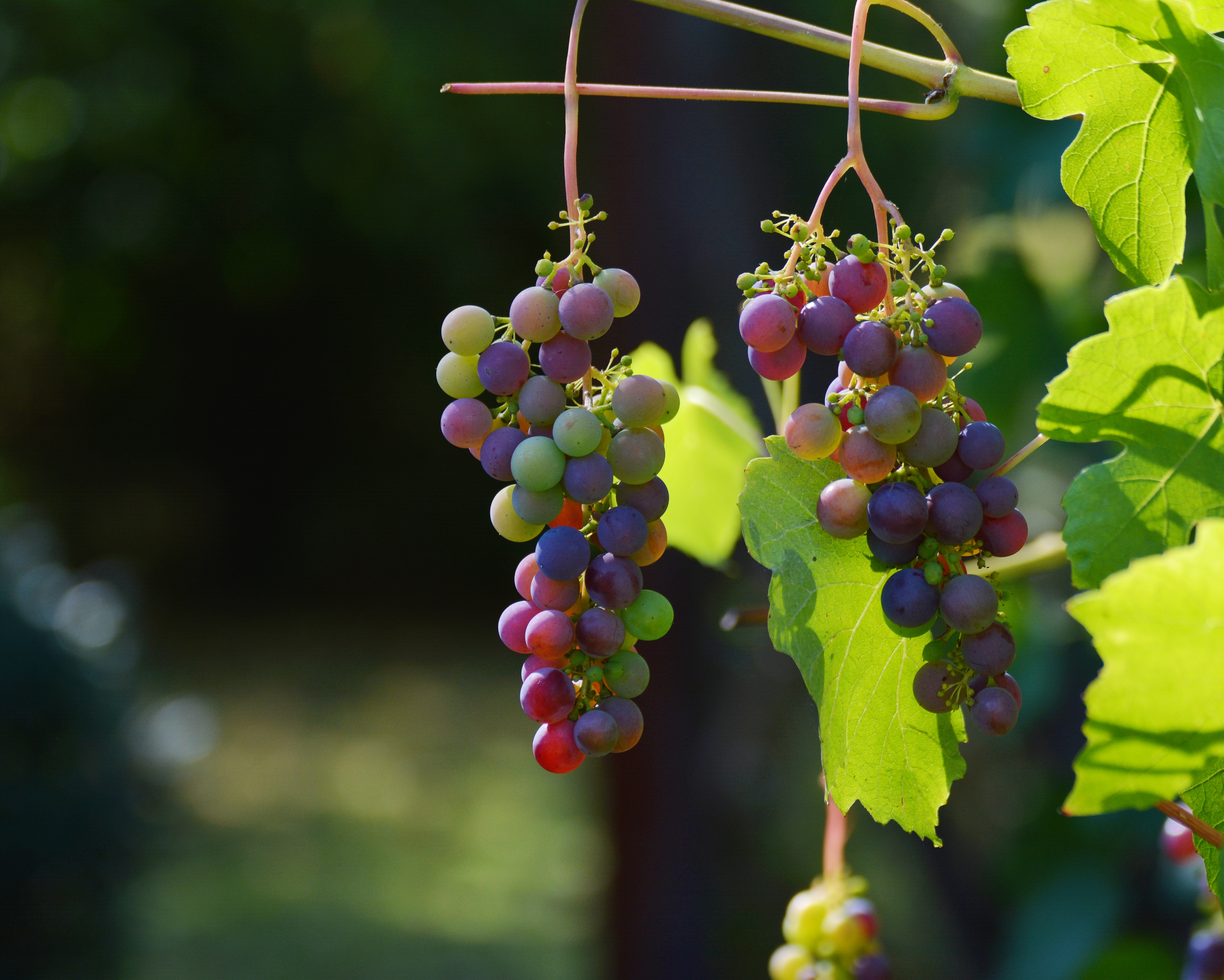 grapes, berries, food, vine HD wallpaper
