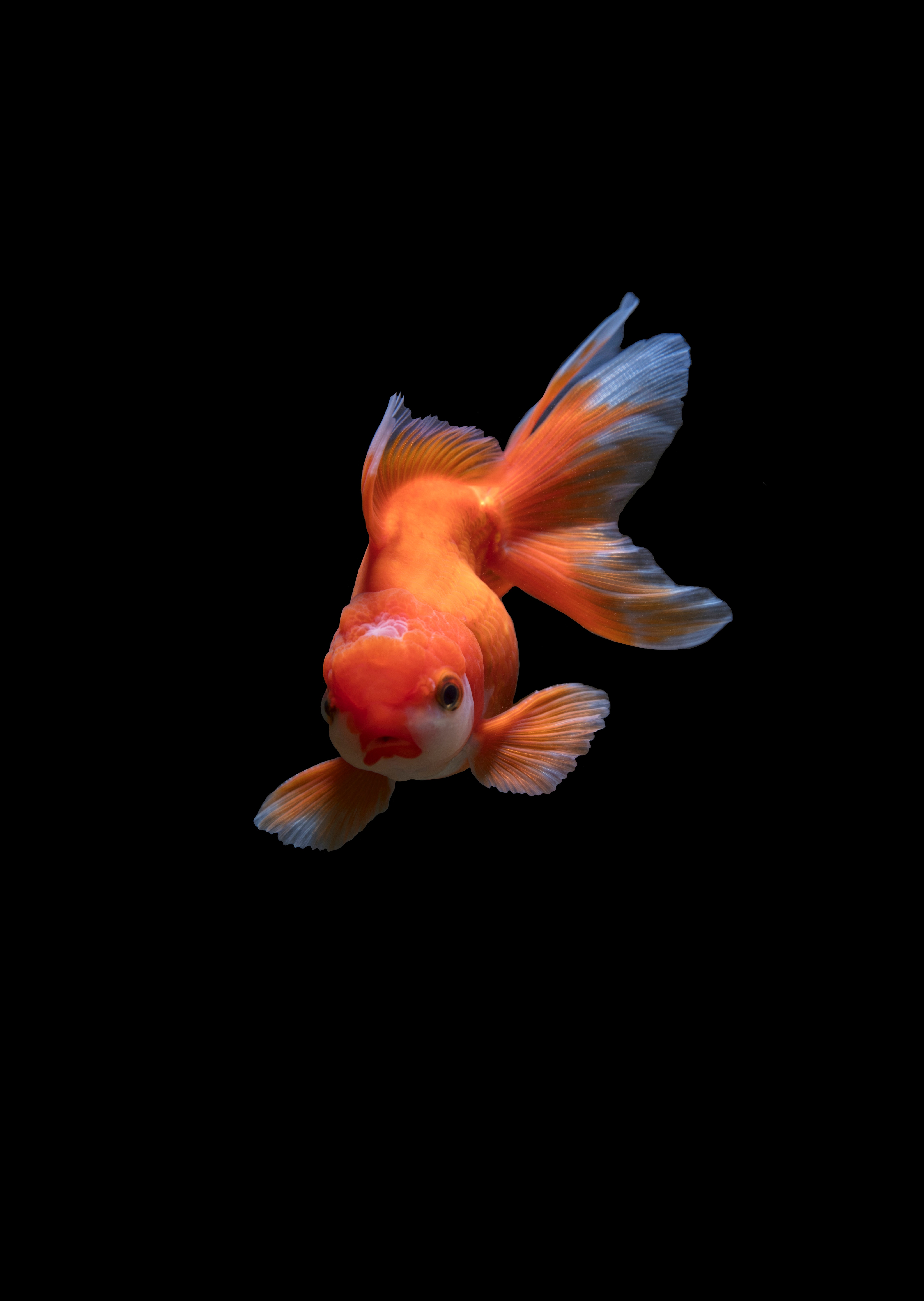 animals, orange, underwater world, swim, fishy, small fish, to swim UHD
