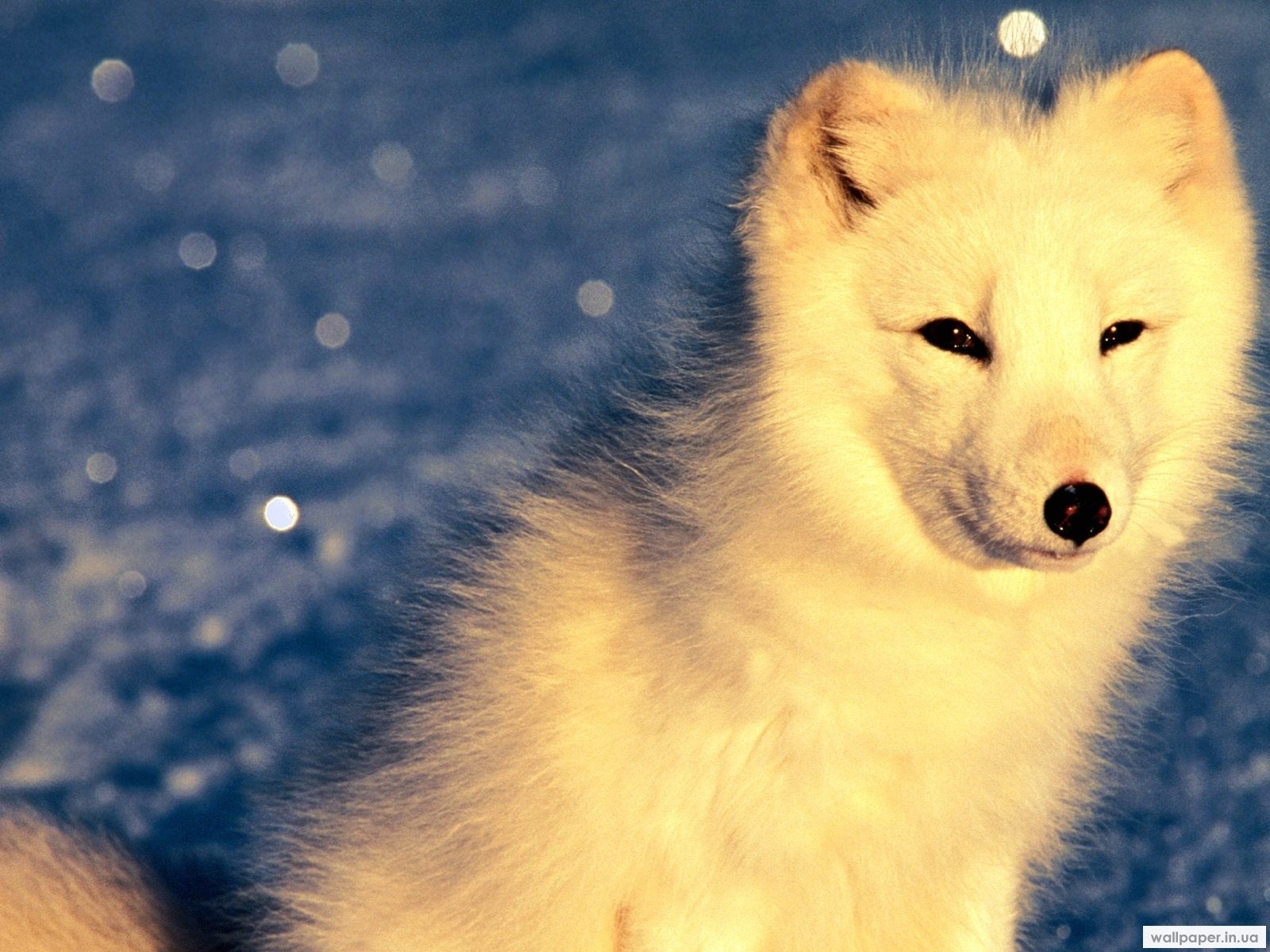 Polar Foxes Phone Wallpaper