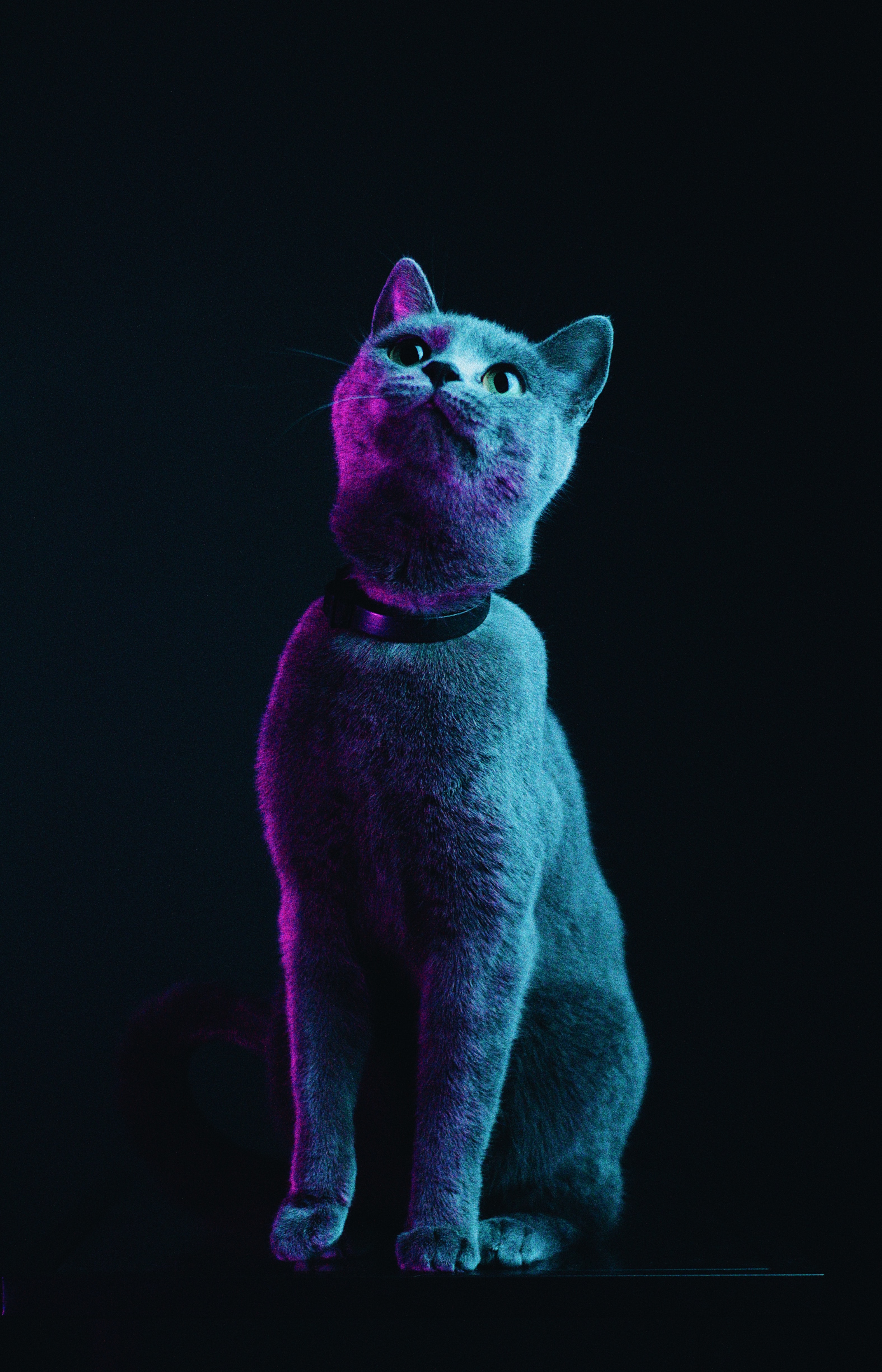 grey, cat, animals, neon, pet for android