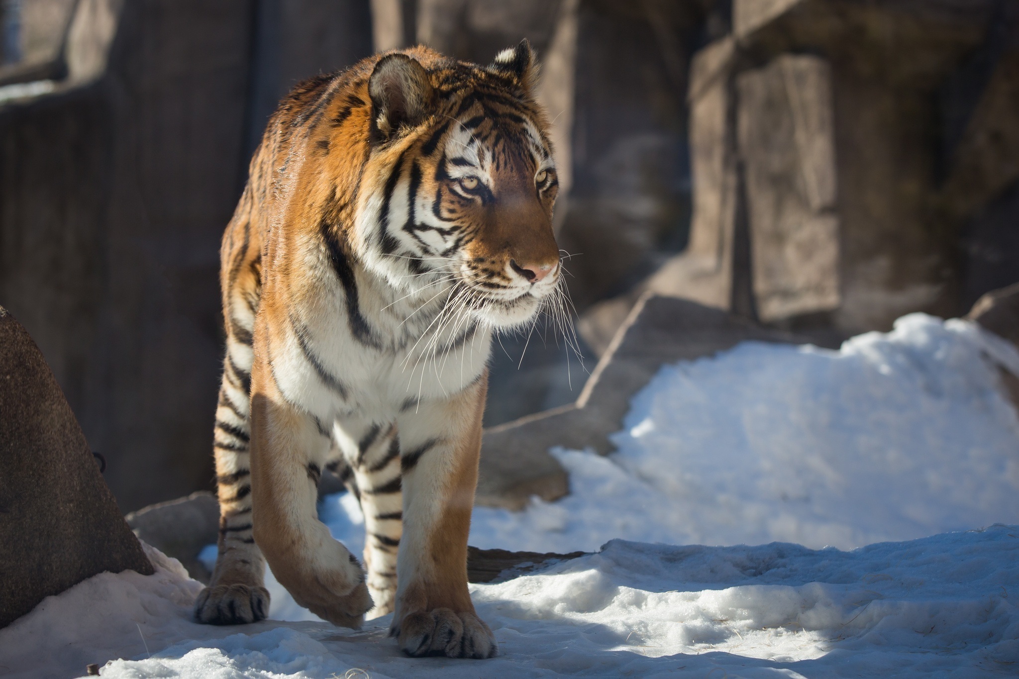 Скачать картинку Снег, Животные, Большая Кошка, Хищник, Тигр в телефон бесплатно.
