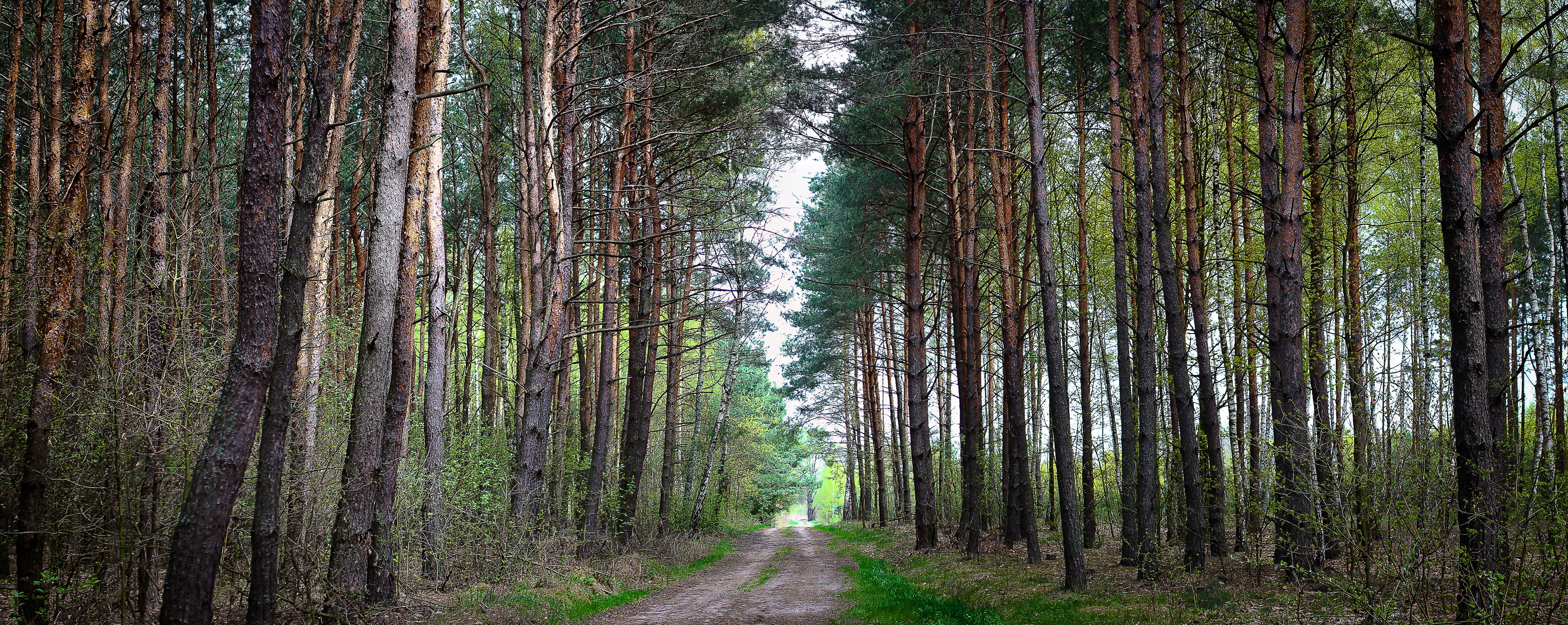 Download mobile wallpaper Nature, Road, Forest, Landscape for free.