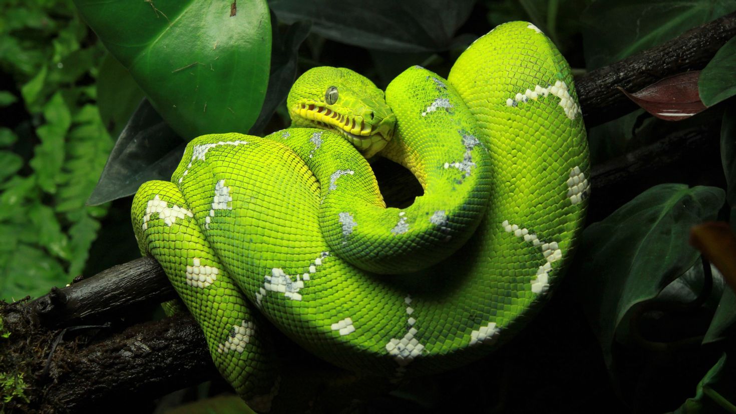 Фотография python. Королевский питон зеленый. Змея питон зеленый. Morelia viridis. Новогвинейский питон.