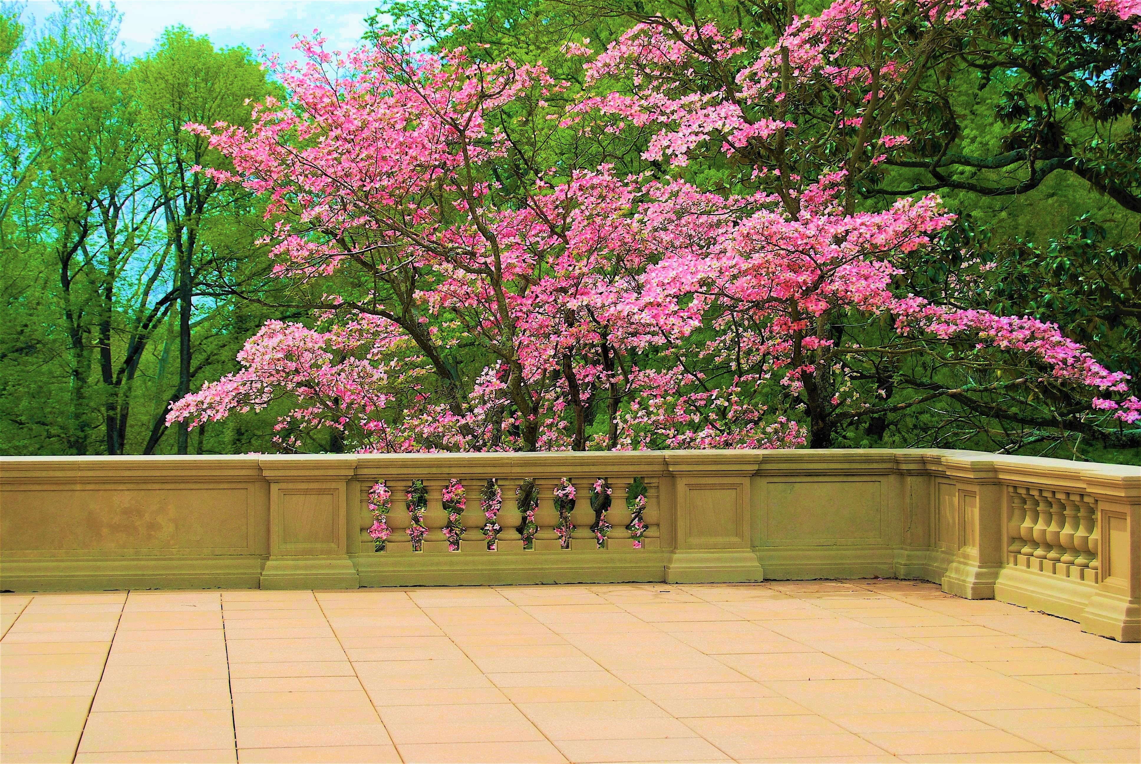 blossom, earth, spring, courtyard, pink flower, tree