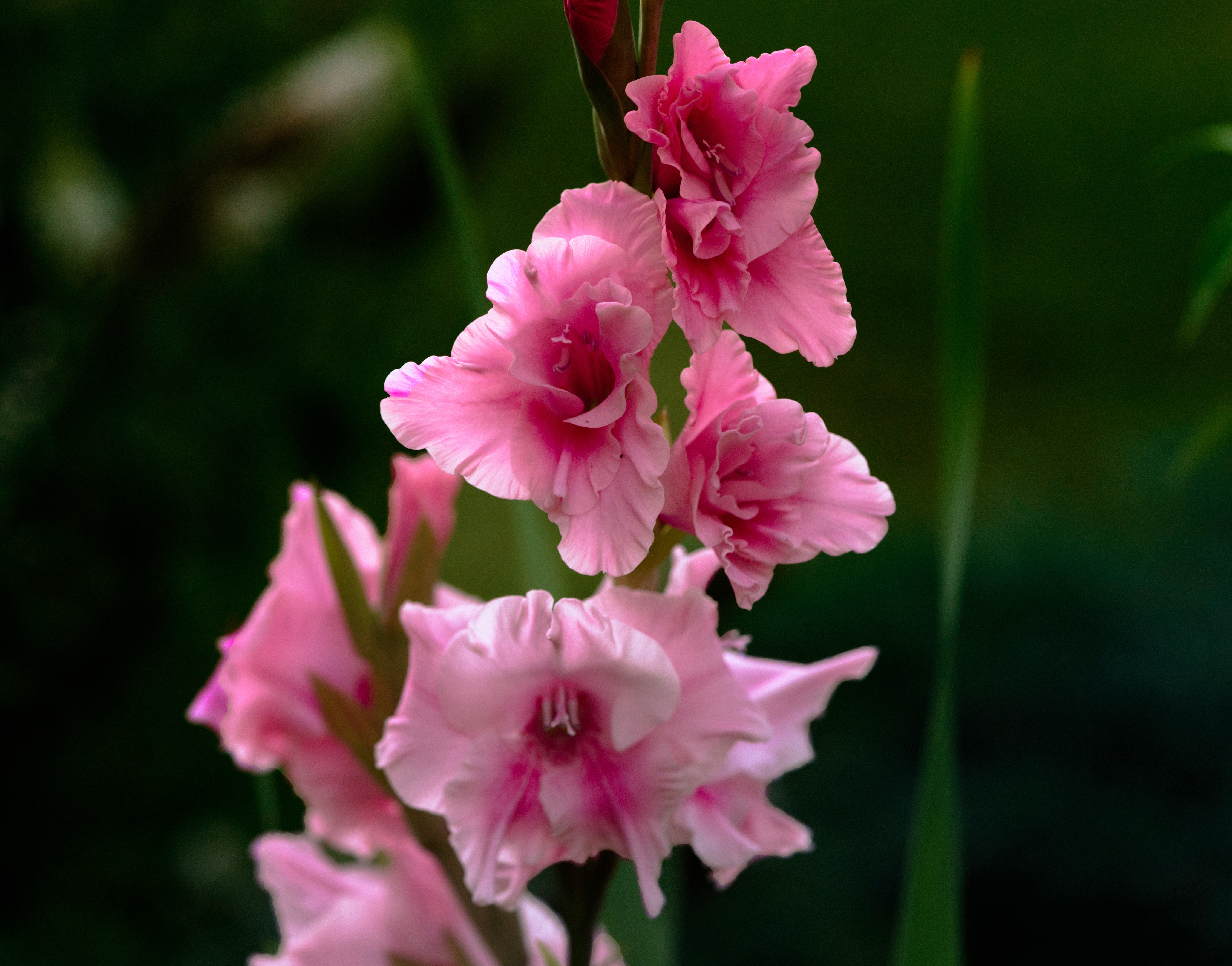 gladiolus, earth, pink flower, flowers
