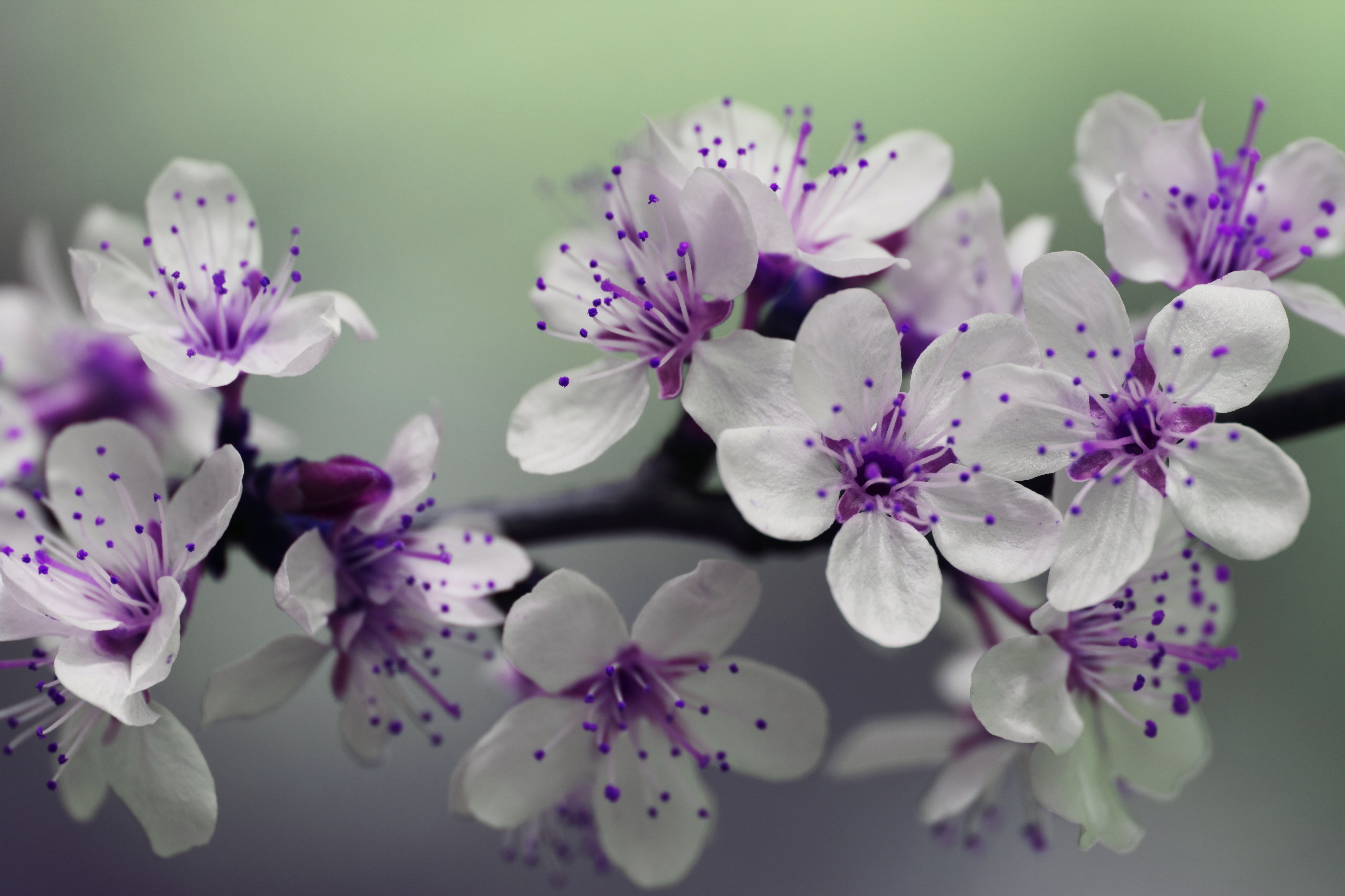 Фотообои весенние цветы