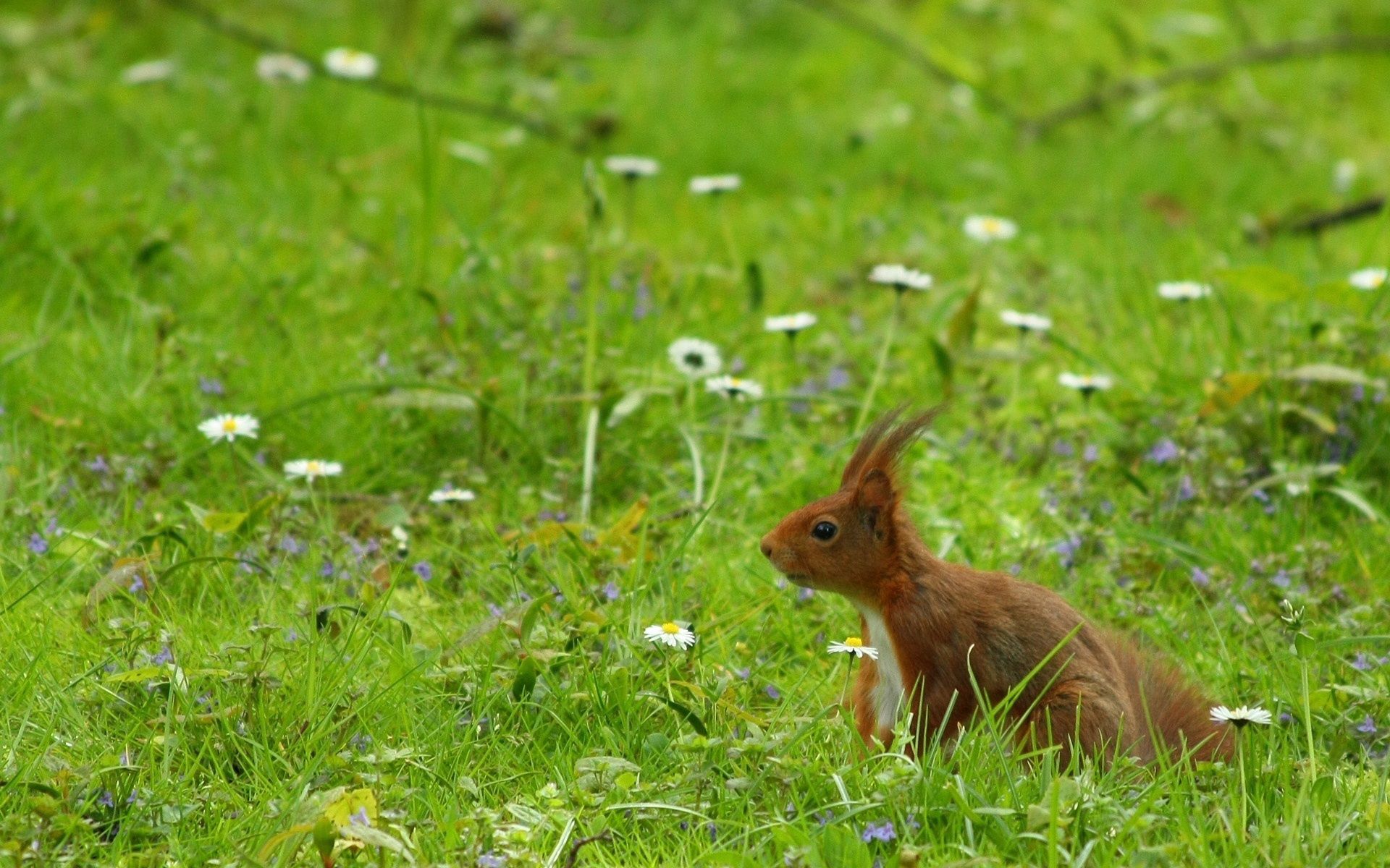 Free download wallpaper Grass, Stroll, Ears, Wind, Animals, Squirrel on your PC desktop