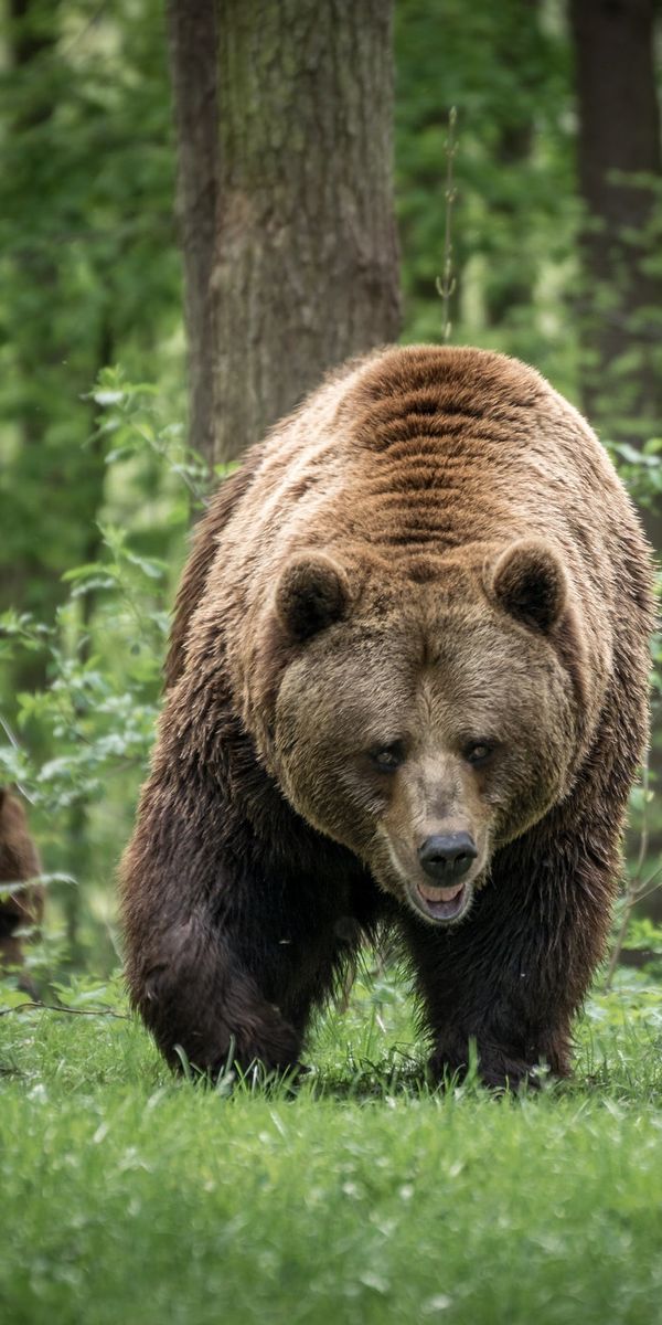 Звук медведя в лесу