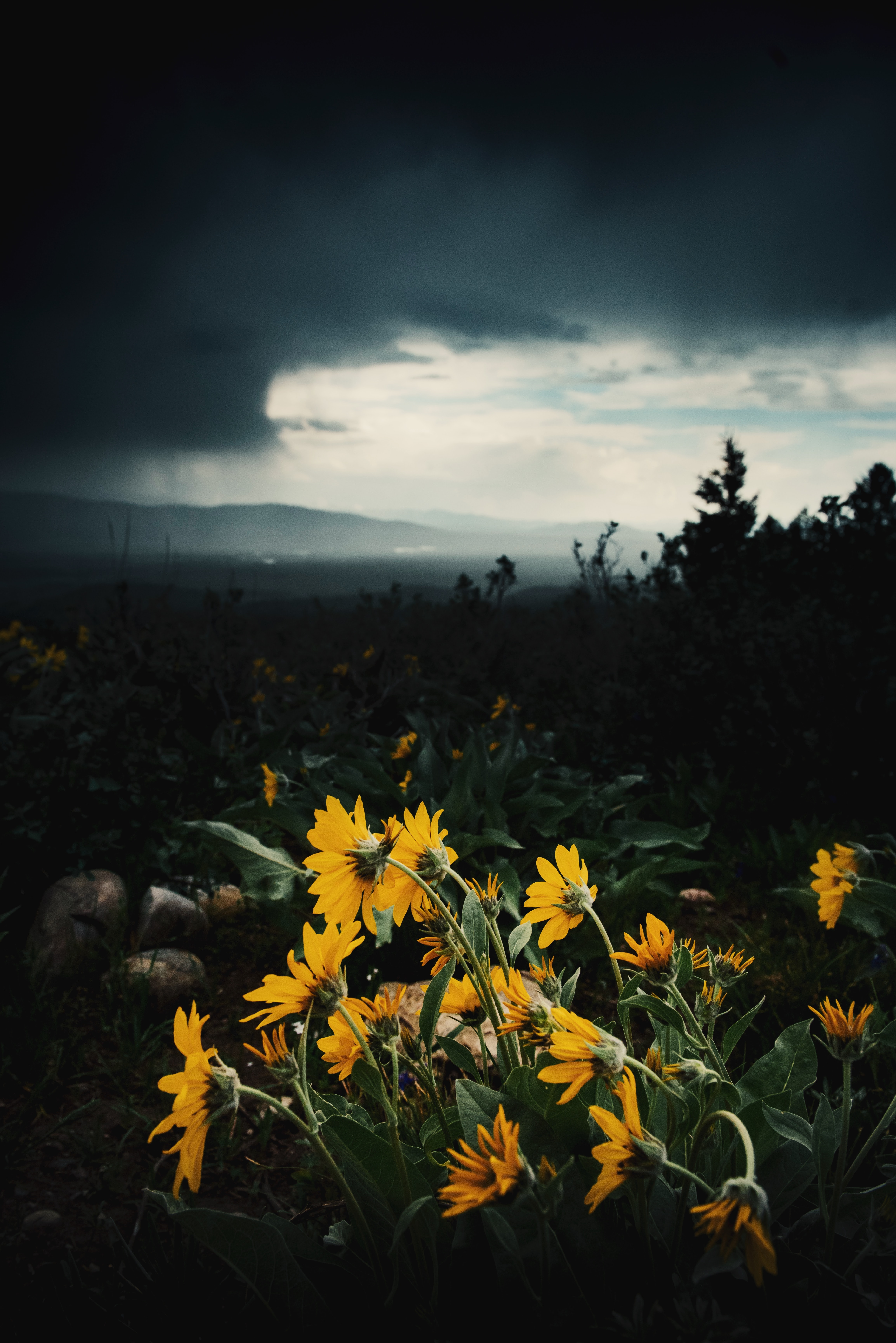 sunflowers, plants, flowers, dahl, distance, mainly cloudy, overcast Aesthetic wallpaper