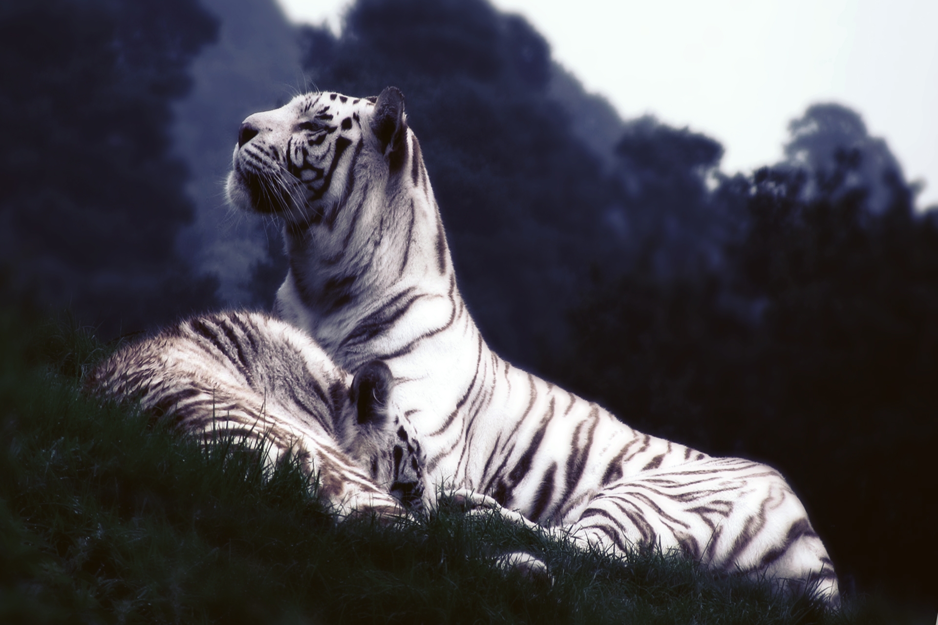 animals, grass, tigers, sleep, dream Full HD