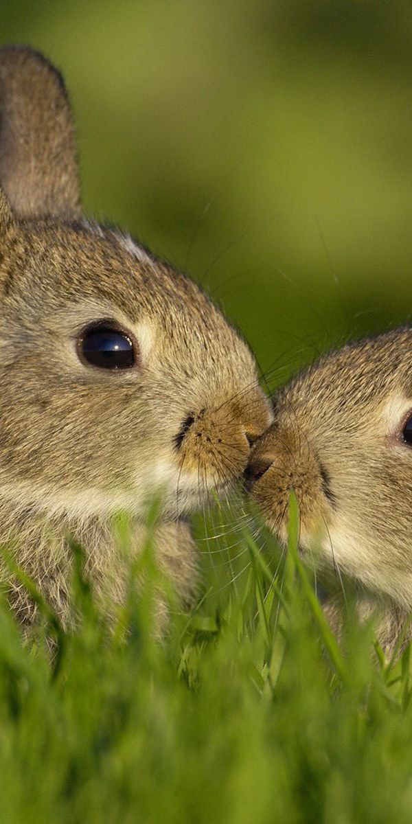 Зайка целует. Влюбленные кролики. Зайцеобразные. Два зайца. Животные летом.