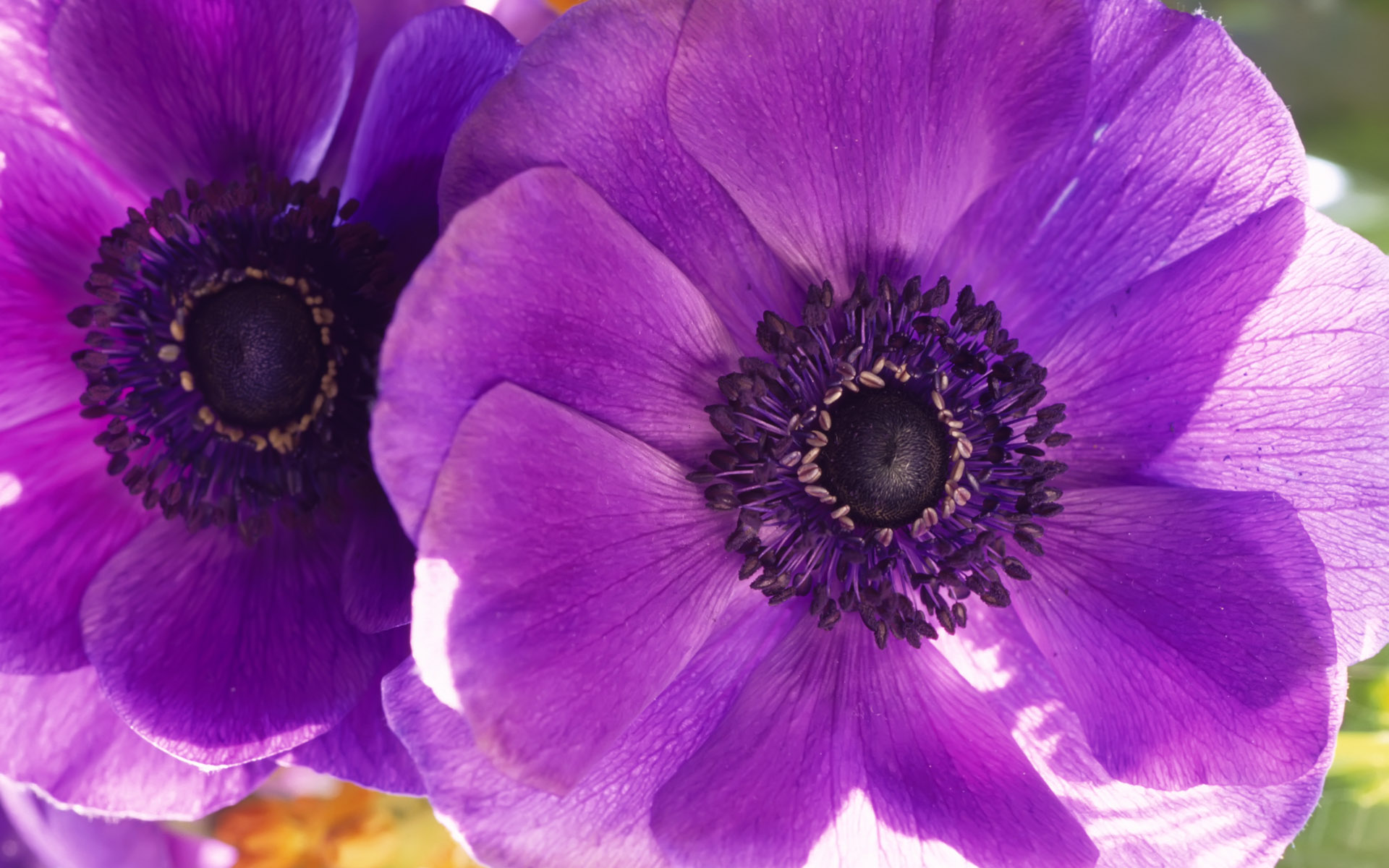 flowers, purple flower, earth, anemone, flower Full HD