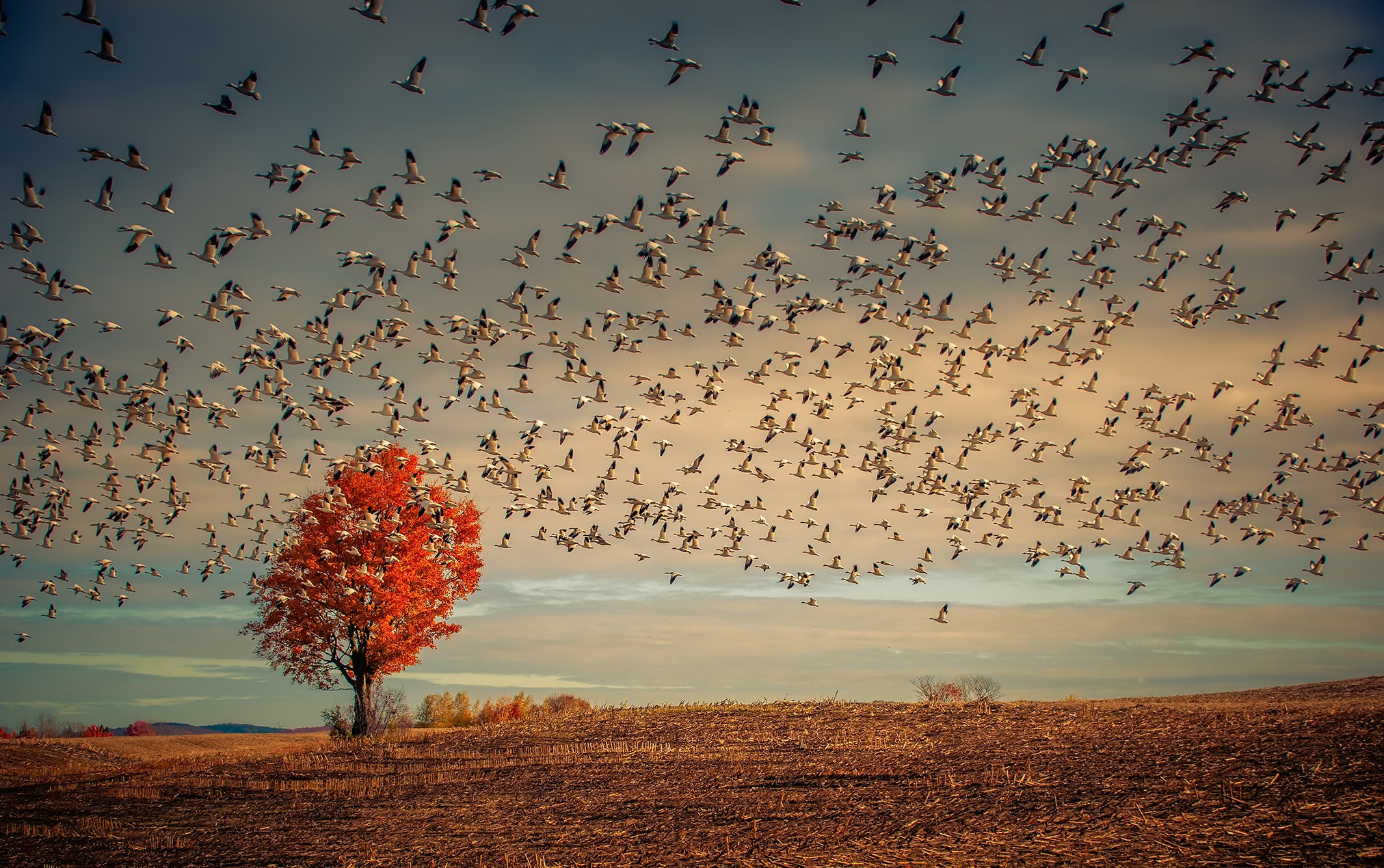 Flock of birds. Стая птиц. Птицы улетают. Птицы улетают на Юг. Осенние птицы.