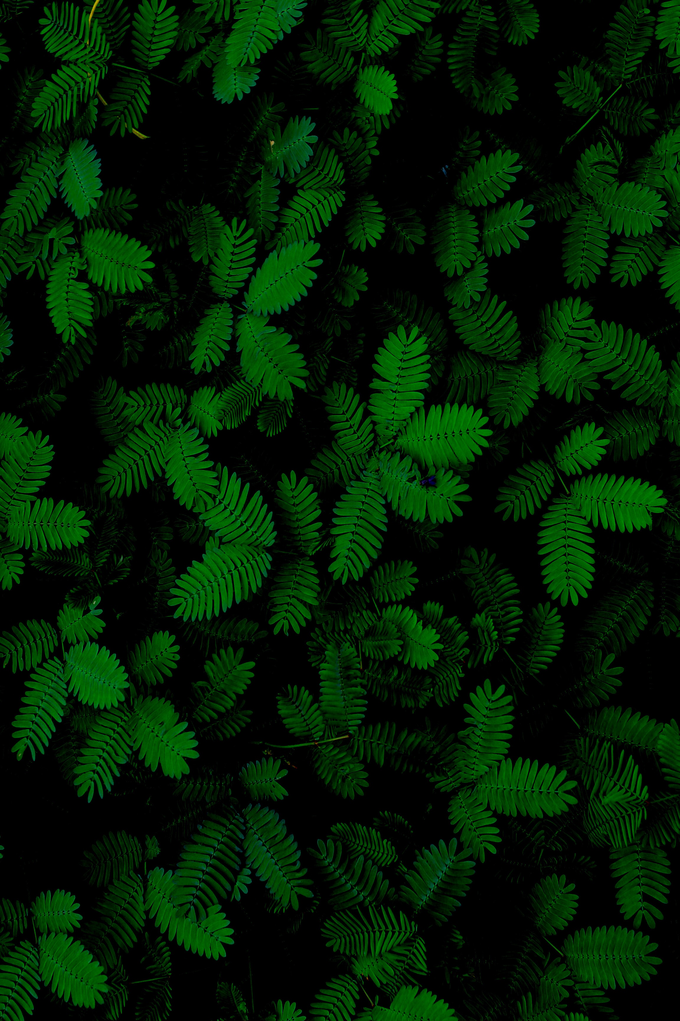 HD wallpaper leaves, green, plants, close up, nature