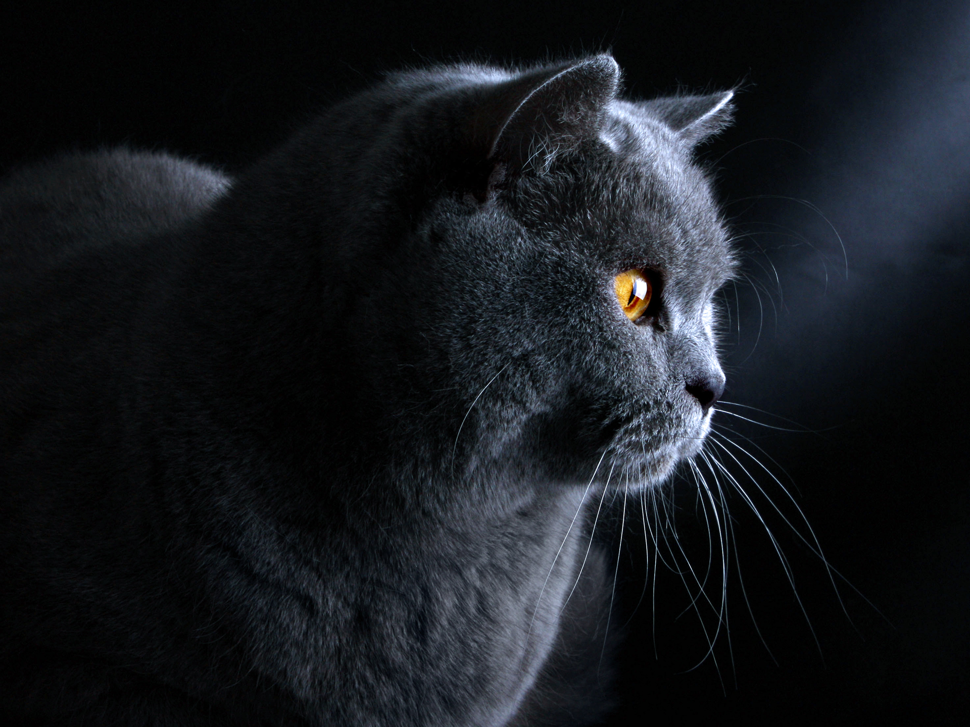 Черное фото на весь экран. Британская кошка. Голубой британец кот. Кошка британка темно серая. Кот британец темно серый.