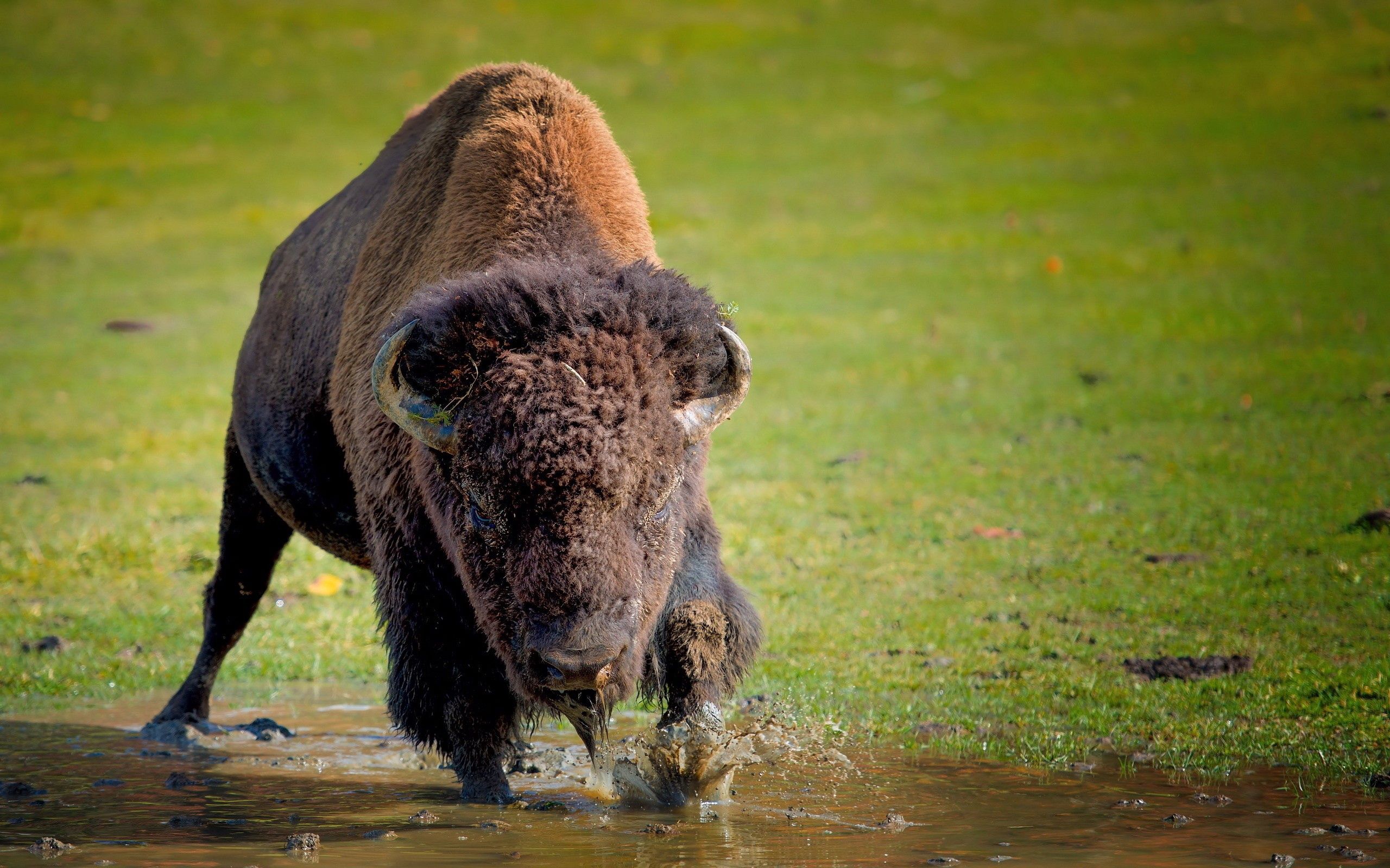 animals, grass, buffalo, run away, run, bison, aurochs download HD wallpaper