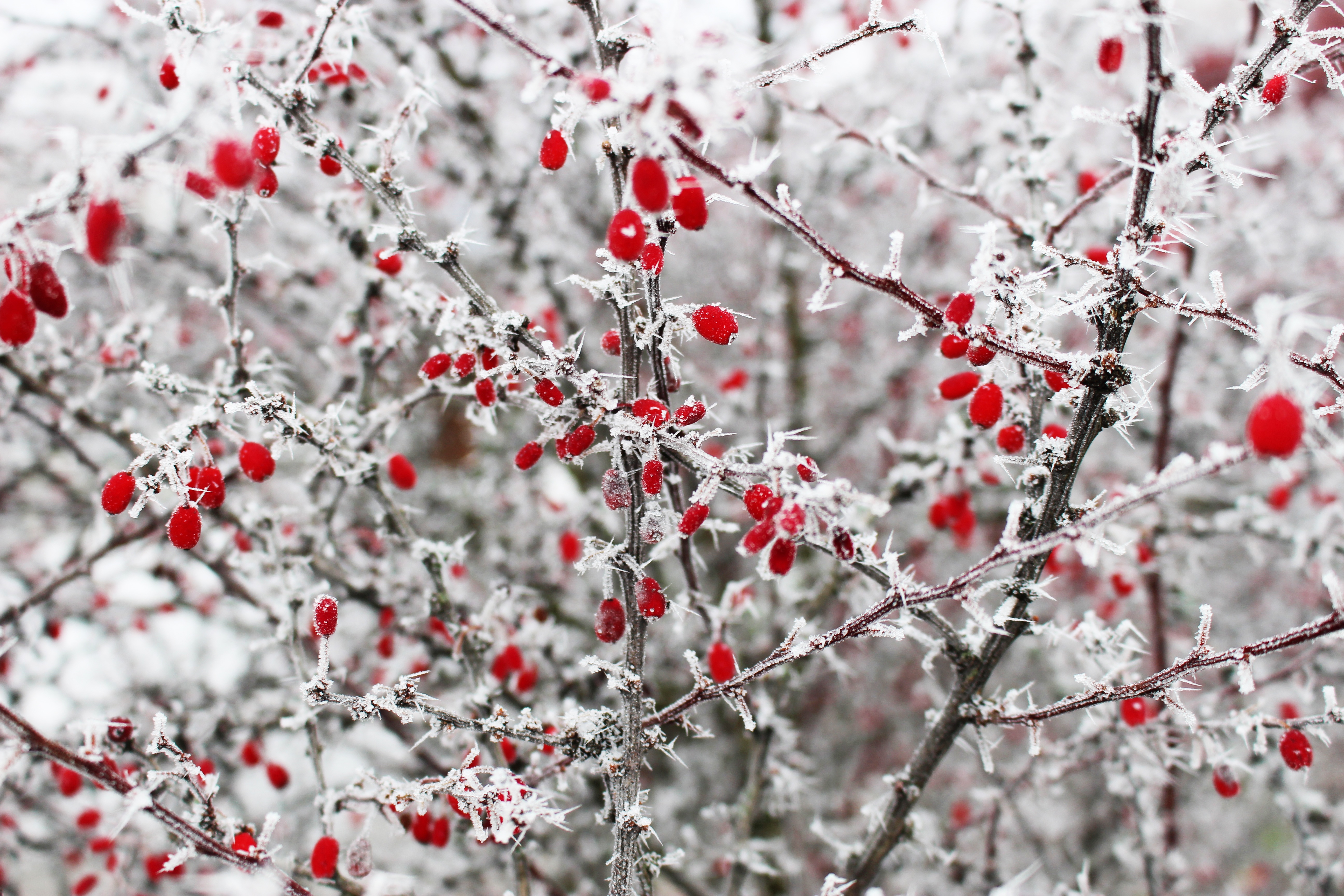 winter, frost, berries, red, macro, branches, prickles, thorns 4K
