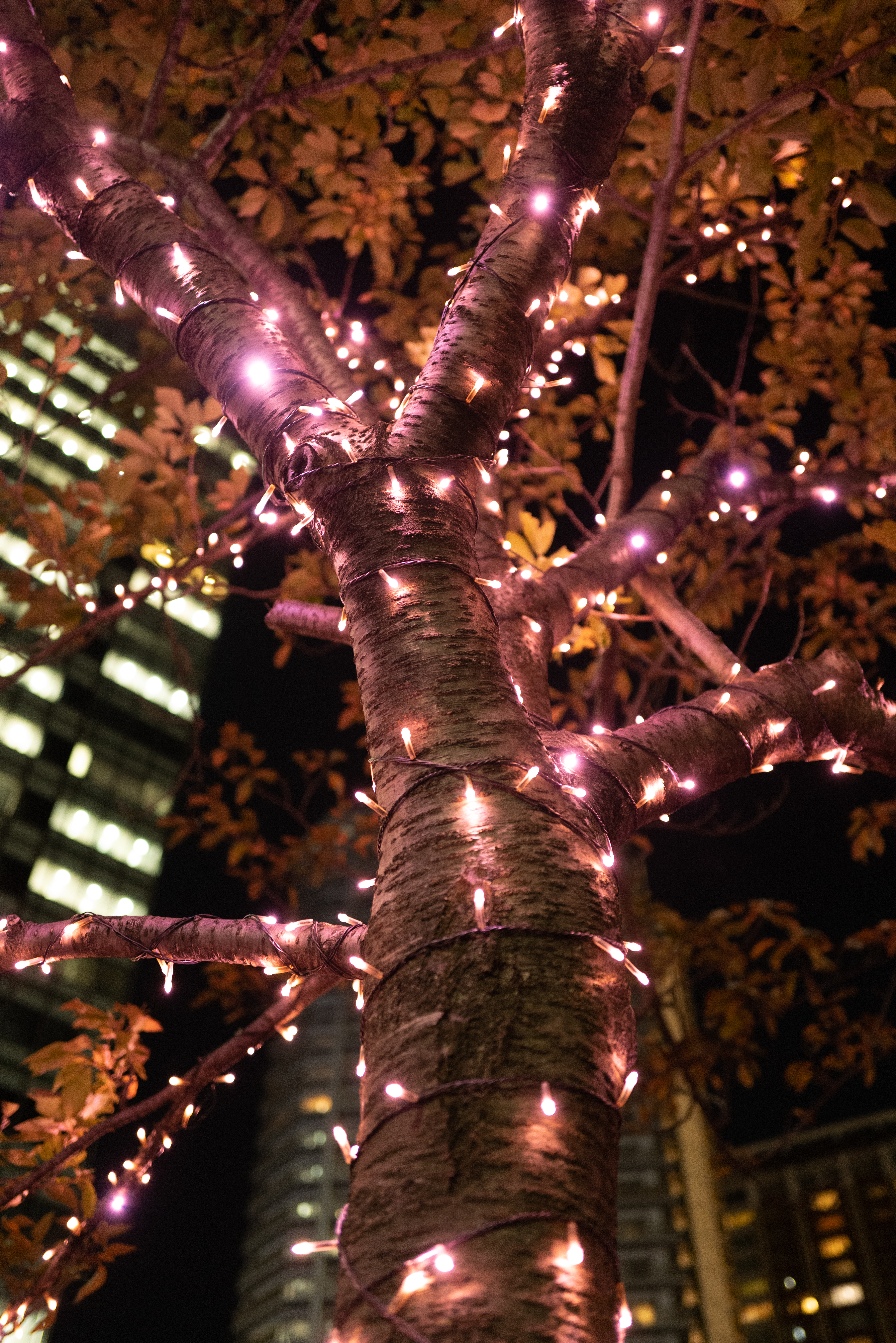 tree, illumination, miscellanea, decoration, shine, light, miscellaneous, wood, garland, illuminations 4K