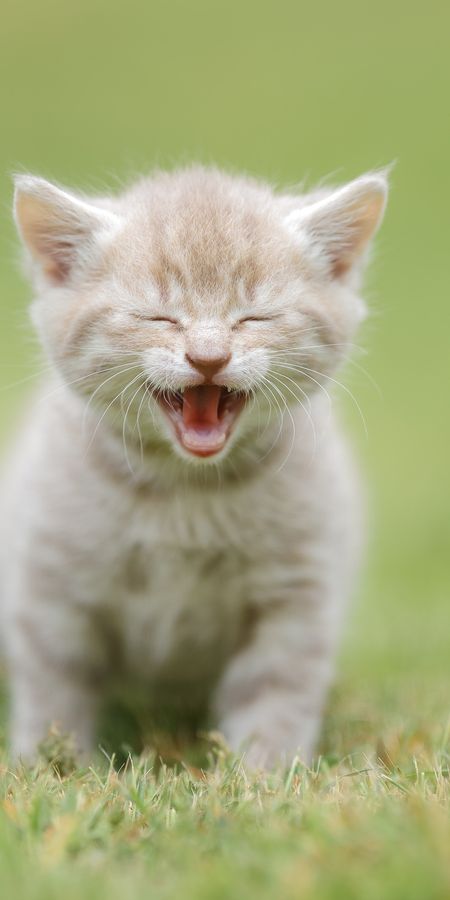 Звуки котят для кошки живой звук. Кошка мяучит. Котик мяукает. Котенок кричит. Котята.