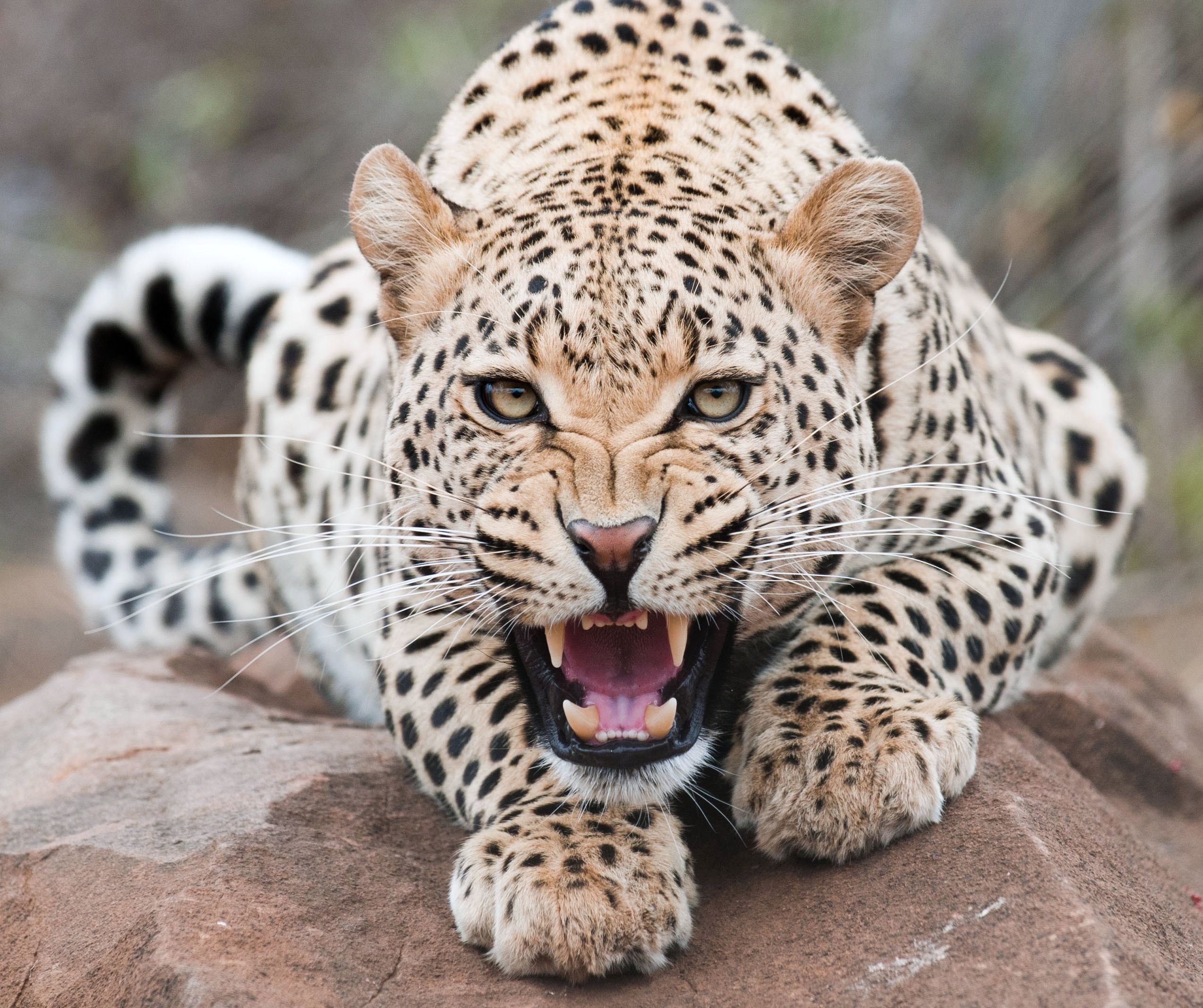99633 baixar papel de parede animais, leopardo, sorriso, predator, predador, animais selvagens, vida selvagem, animal, fera - protetores de tela e imagens gratuitamente
