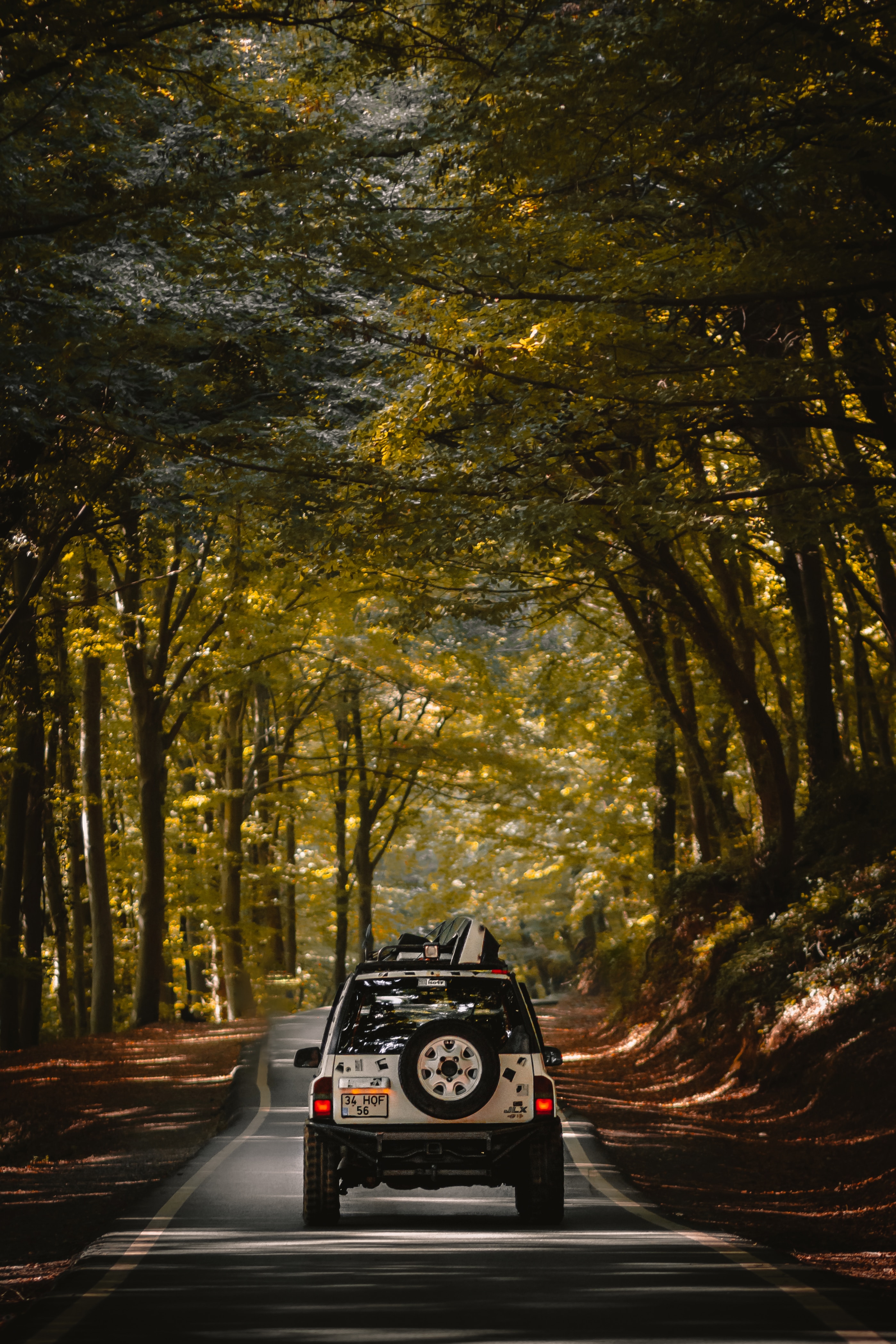cars, road, forest, car, suv, machine, journey Phone Background