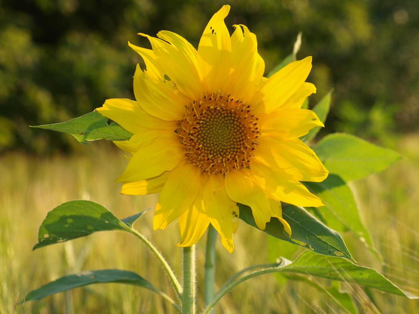 Download mobile wallpaper Plants, Sunflowers, Flowers for free.