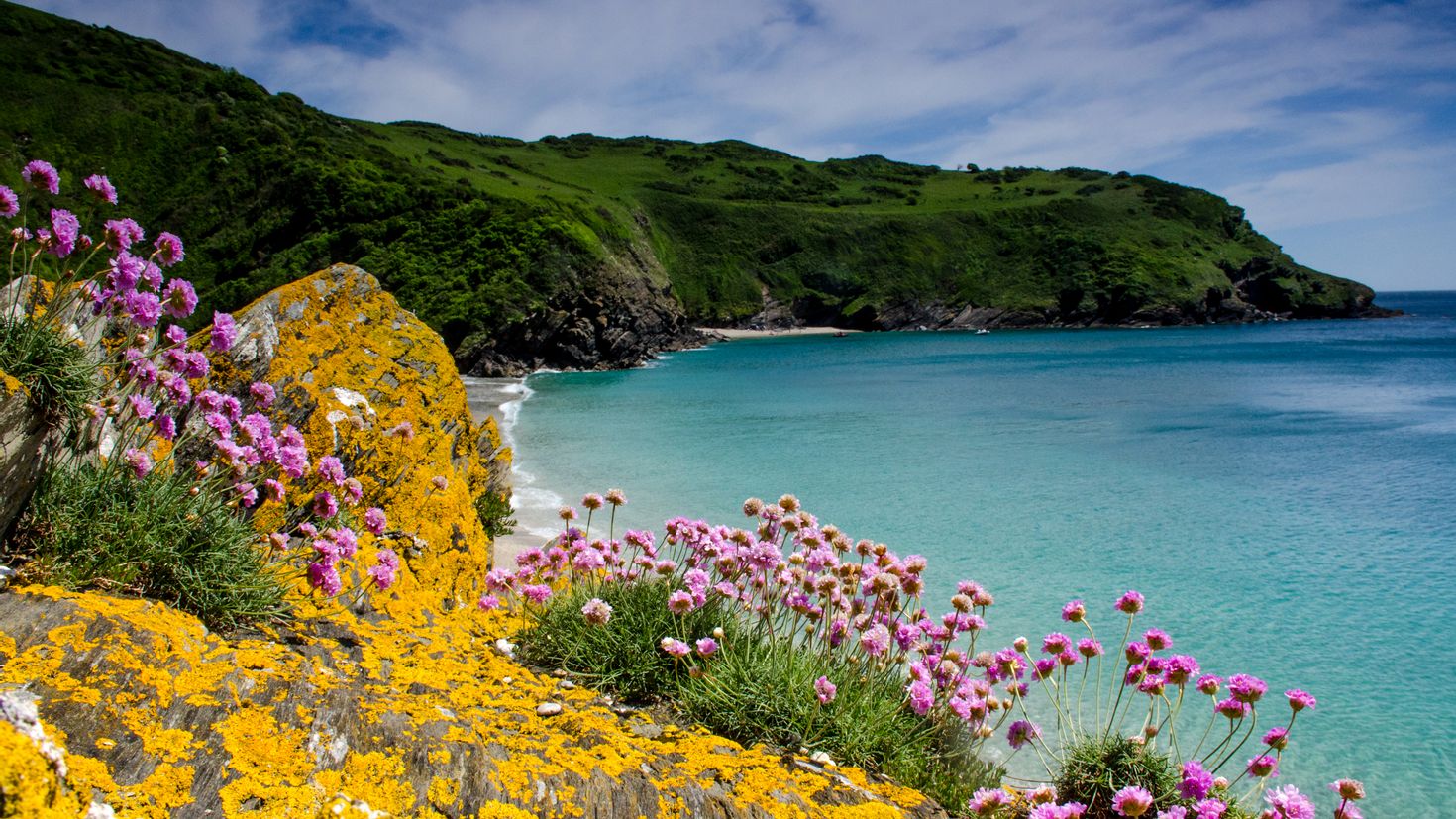 Яркие цветы на море. Корнуолл Великобритания природа. Корнуолл скалы. Корнуолл магнолии. Море горы цветы.