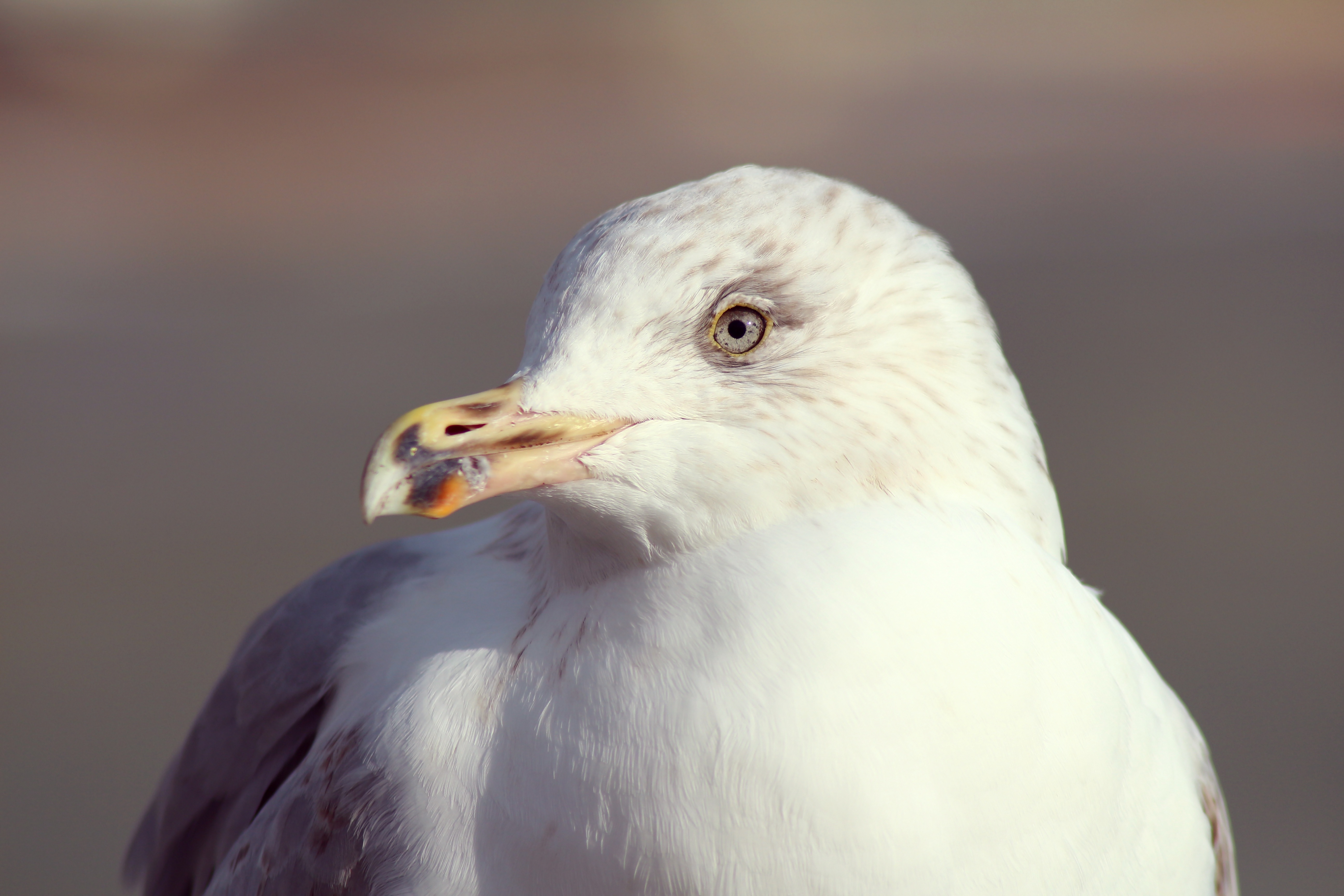 Desktop FHD animals, bird, beak, gull, seagull