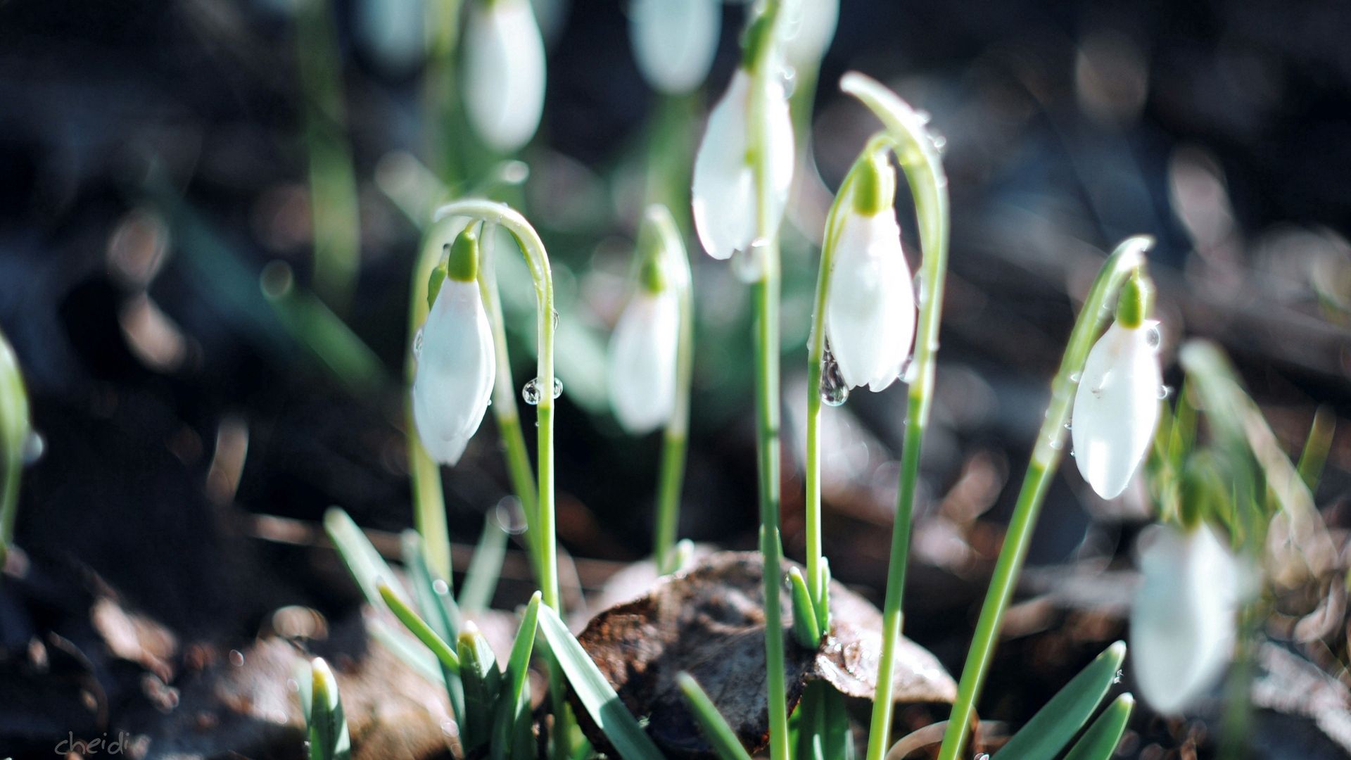 Download mobile wallpaper Snowdrops, Macro, Flowering, Bloom, Leaves, Plant for free.