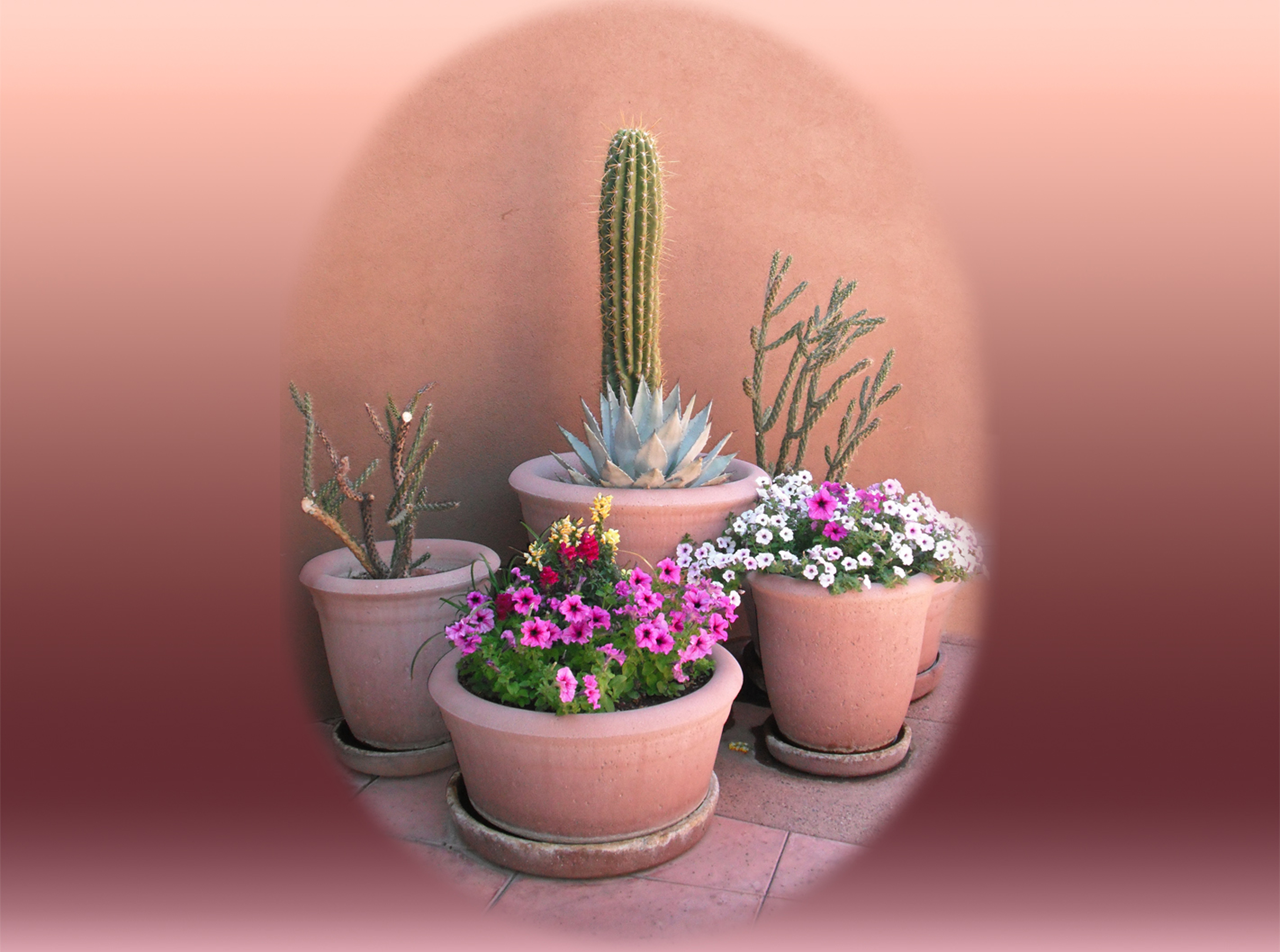 Panoramic Wallpapers Cactus 