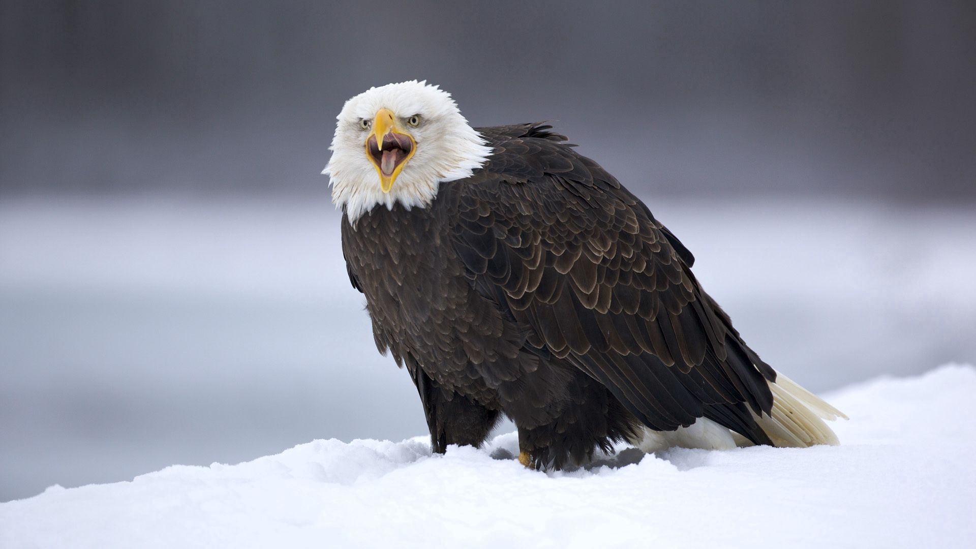 Laden Sie das Schnee, Feder, Vogel, Predator, Tiere, Raubtier, Adler-Bild kostenlos auf Ihren PC-Desktop herunter