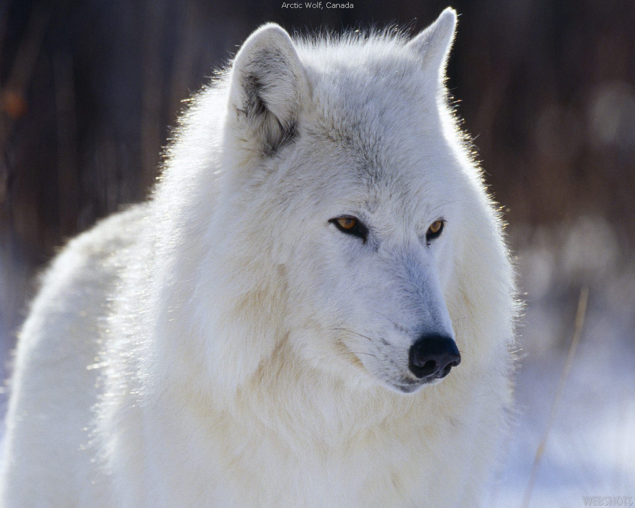 FHD, 4K Arctic Wolf, UHD