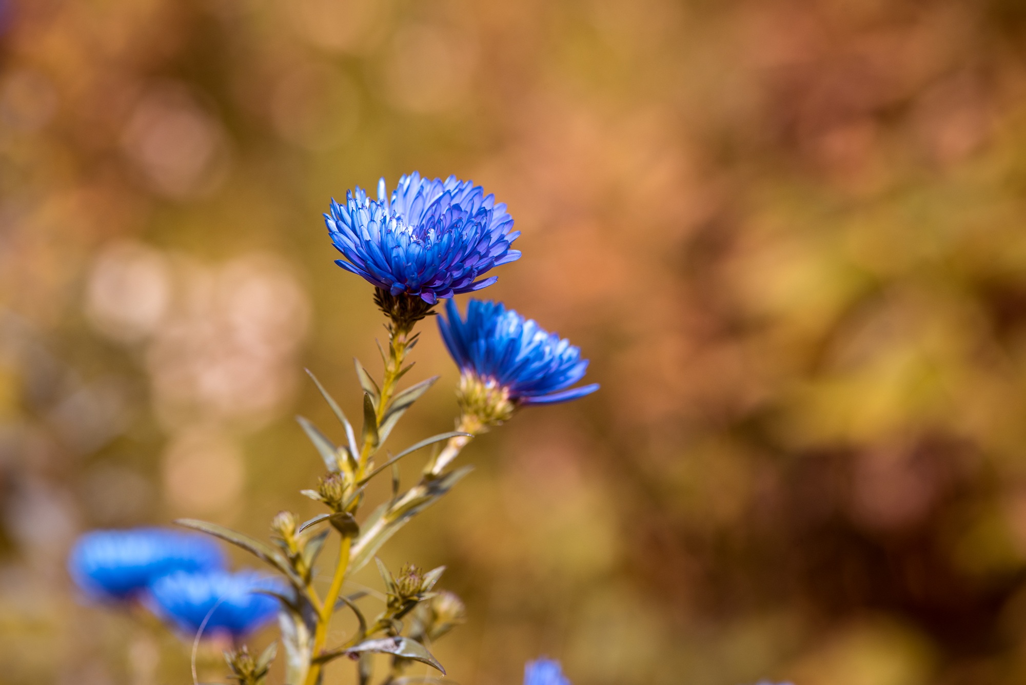 Голубые осенние цветы