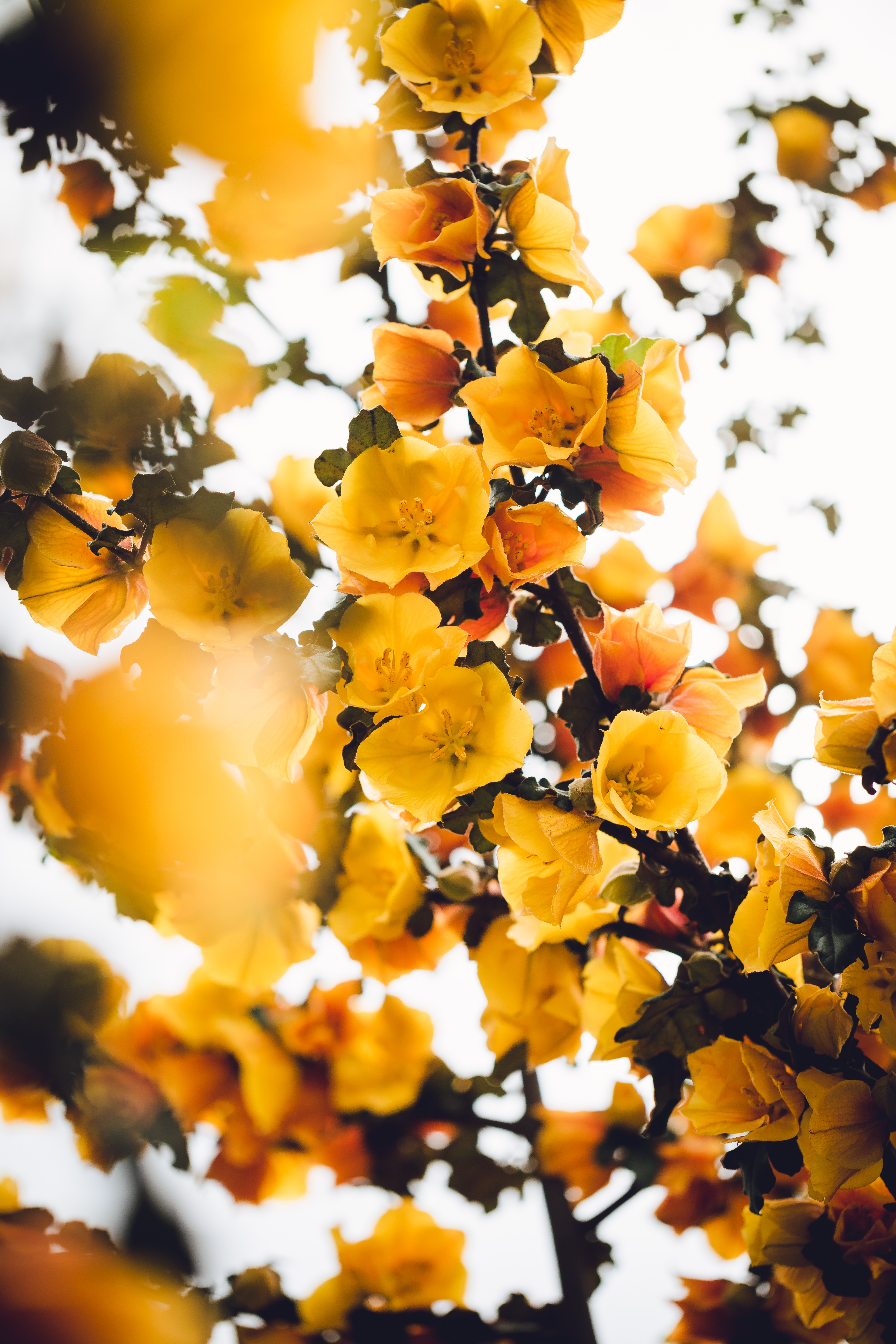 75150 завантажити шпалери квіти, жовтий, рослина, кущ, гілка, цвіте, розквітає - заставки і картинки безкоштовно