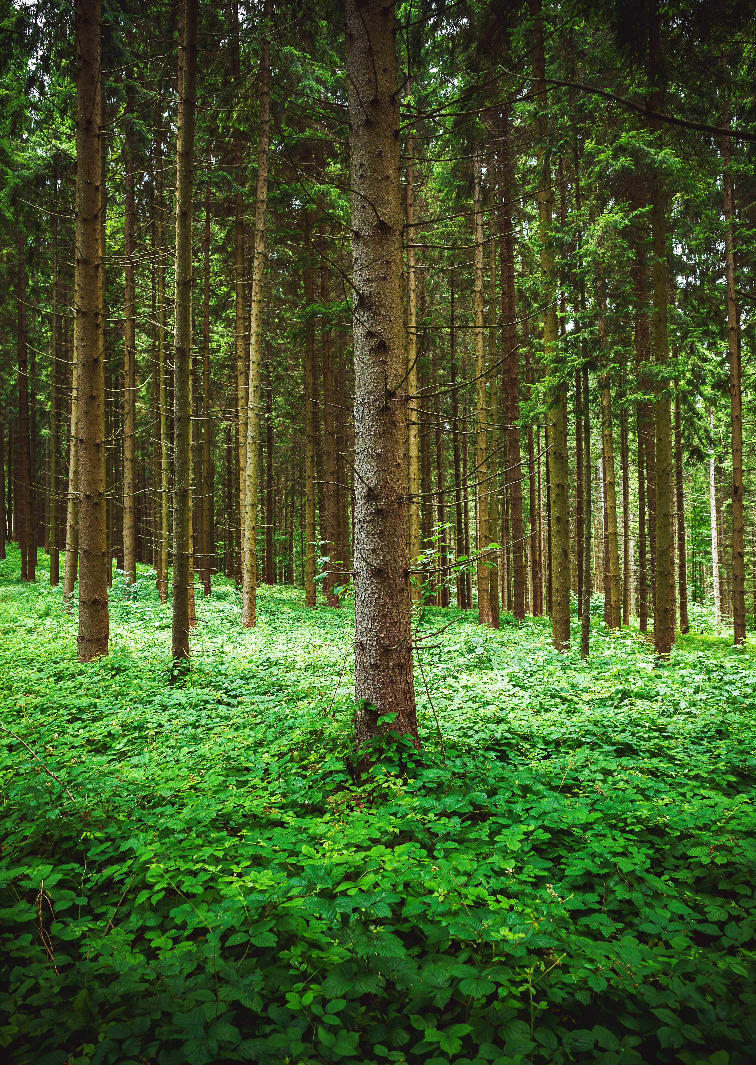 Laden Sie das Natur, Bäume, Grass, Kiefer, Pine, Wald-Bild kostenlos auf Ihren PC-Desktop herunter