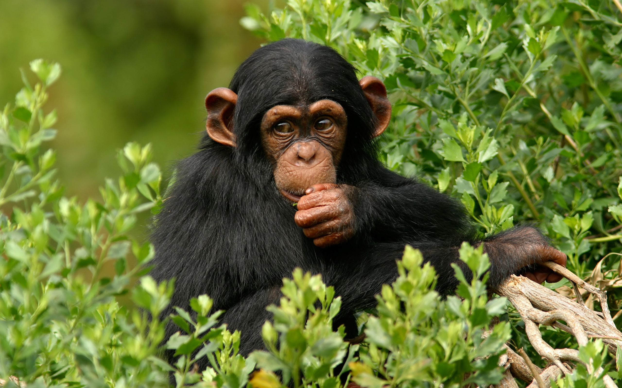 275389 Bild herunterladen tiere, schimpanse, affen - Hintergrundbilder und Bildschirmschoner kostenlos
